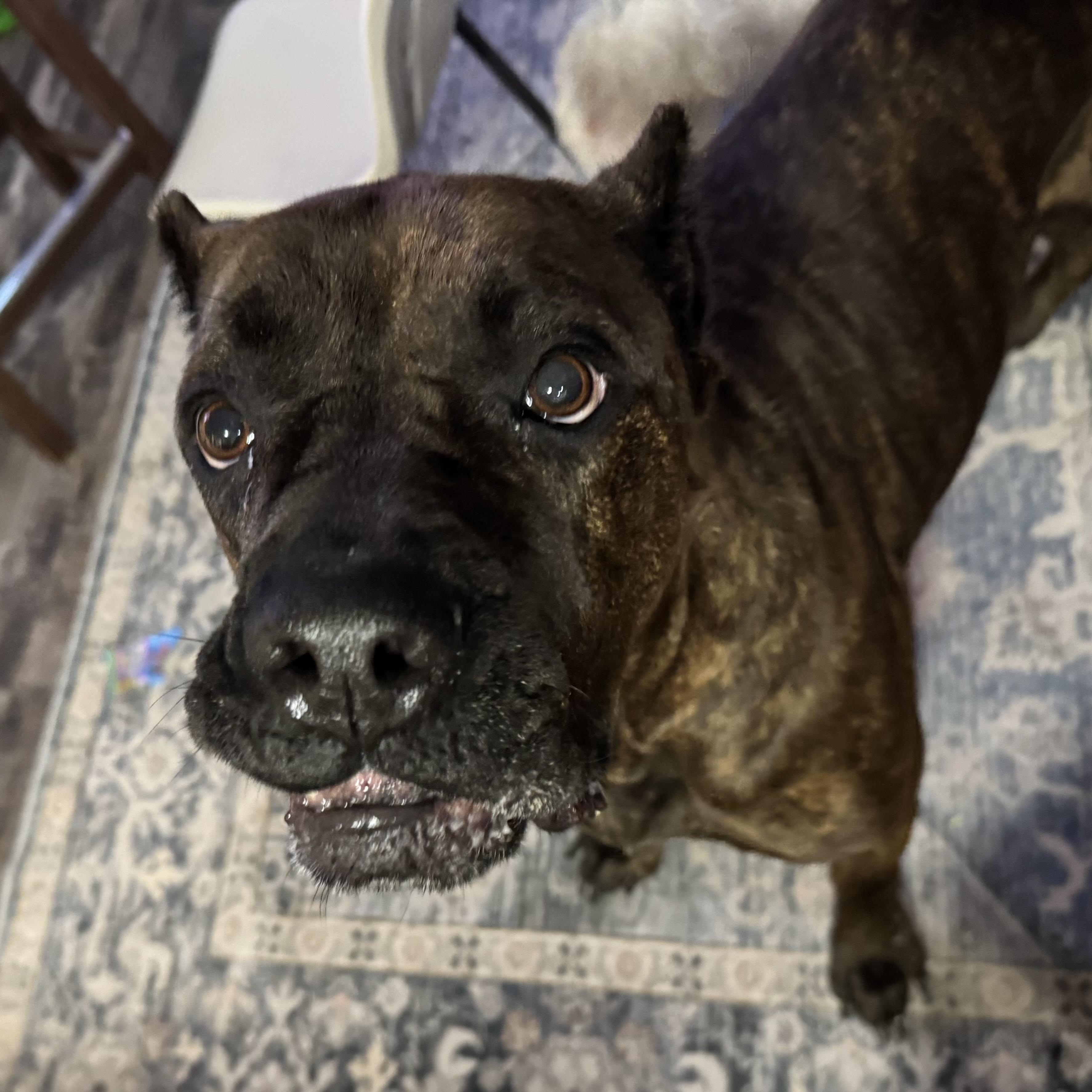 Enlarge Khaleesi, a ADOPTABLE mixed breed in Port Saint Lucie, FL image 1/5