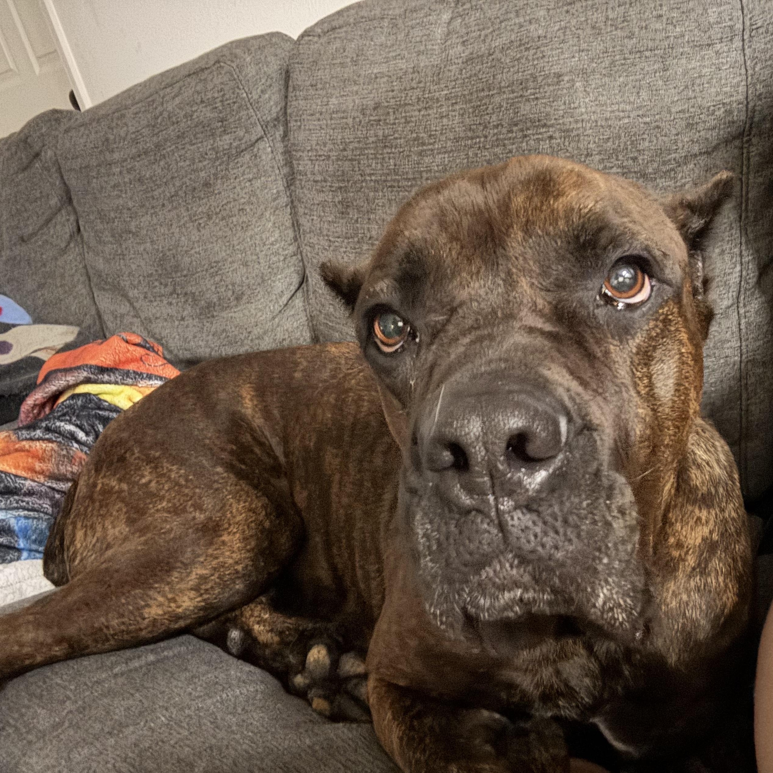 Enlarge Khaleesi, a ADOPTABLE mixed breed in Port Saint Lucie, FL image 5/5