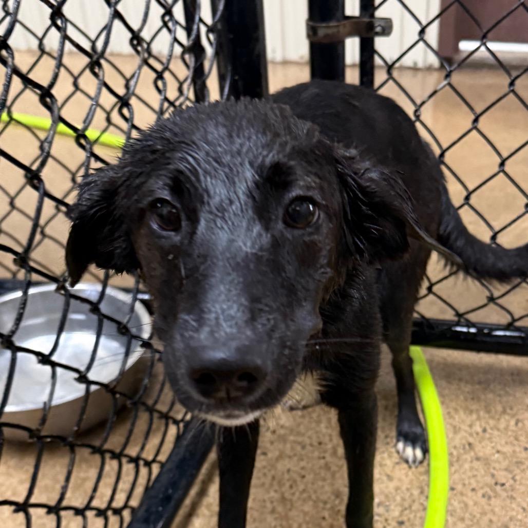 Thelma, Adoptable, Young Female Black Labrador Retriever.
