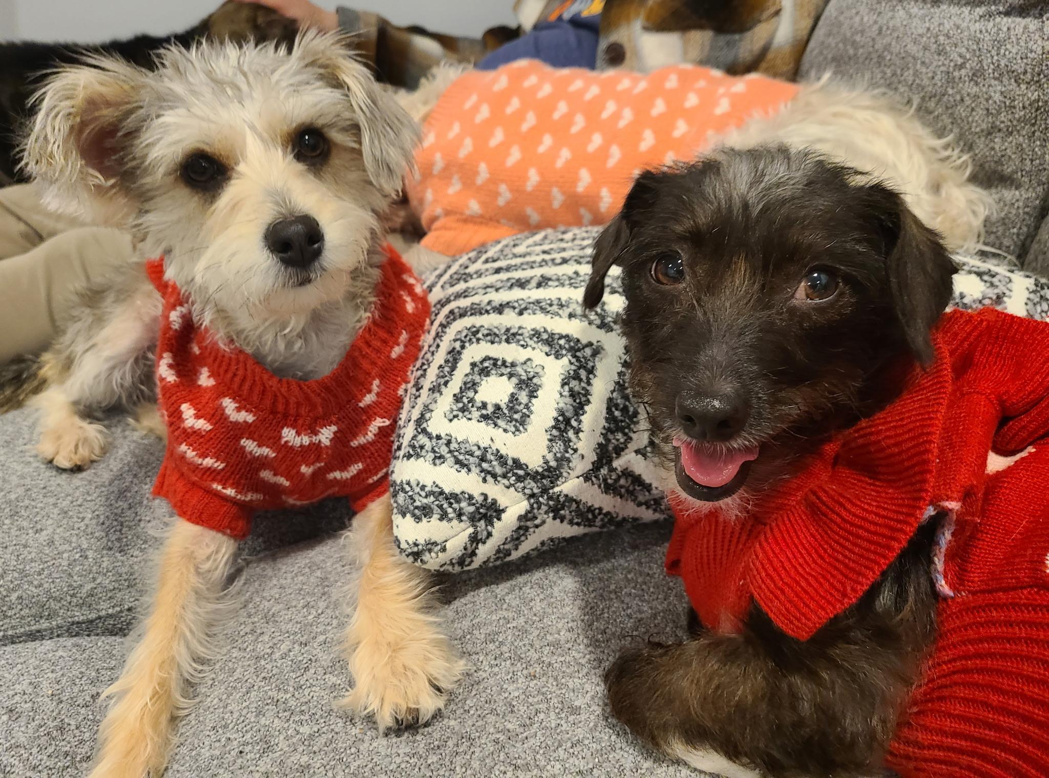 Enlarge Peppermint, an adopted mixed breed in Sparta, NJ image 3/6