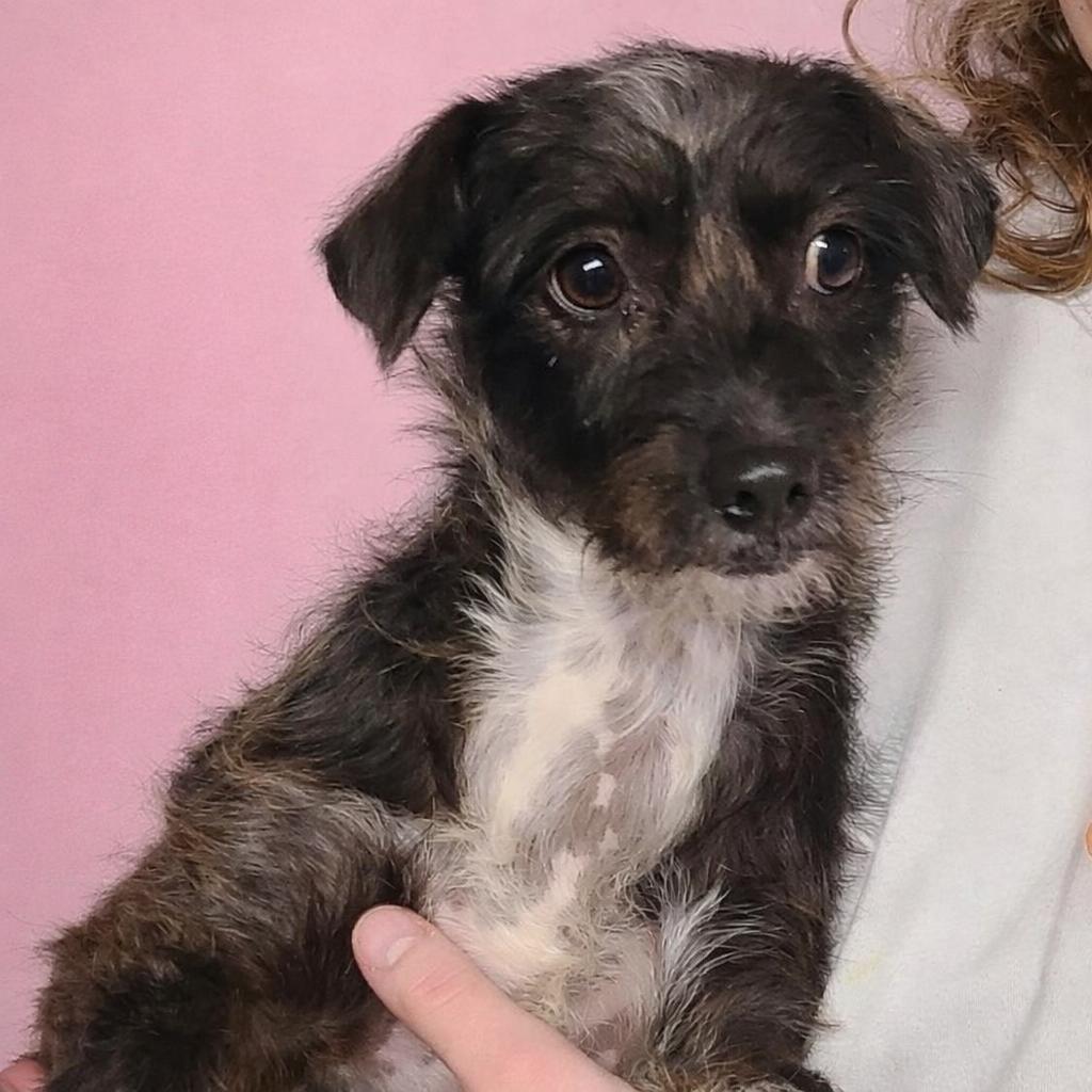 Enlarge Peppermint, an adopted mixed breed in Sparta, NJ image 1/6