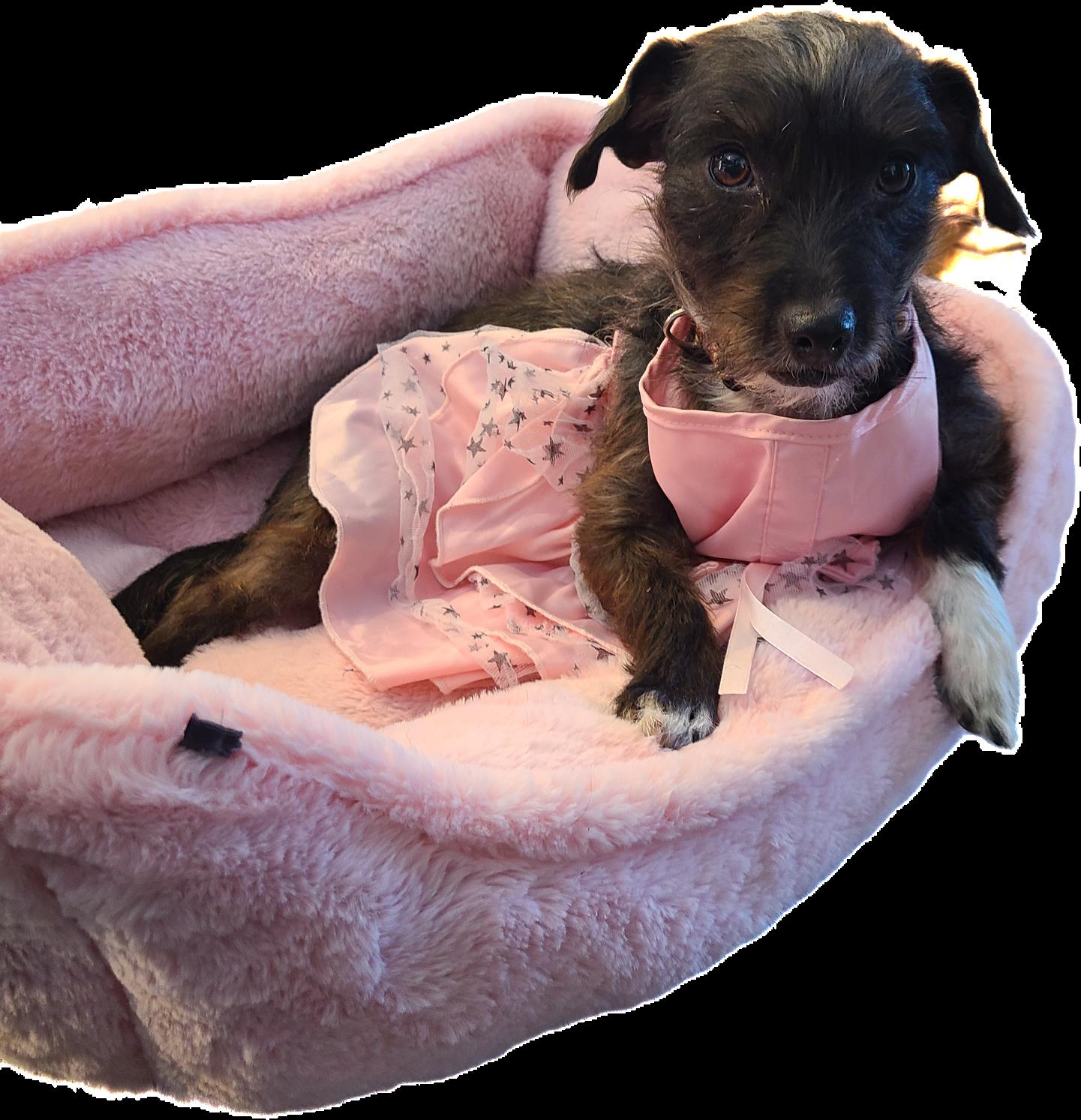 Enlarge Peppermint, an adopted mixed breed in Sparta, NJ image 2/6