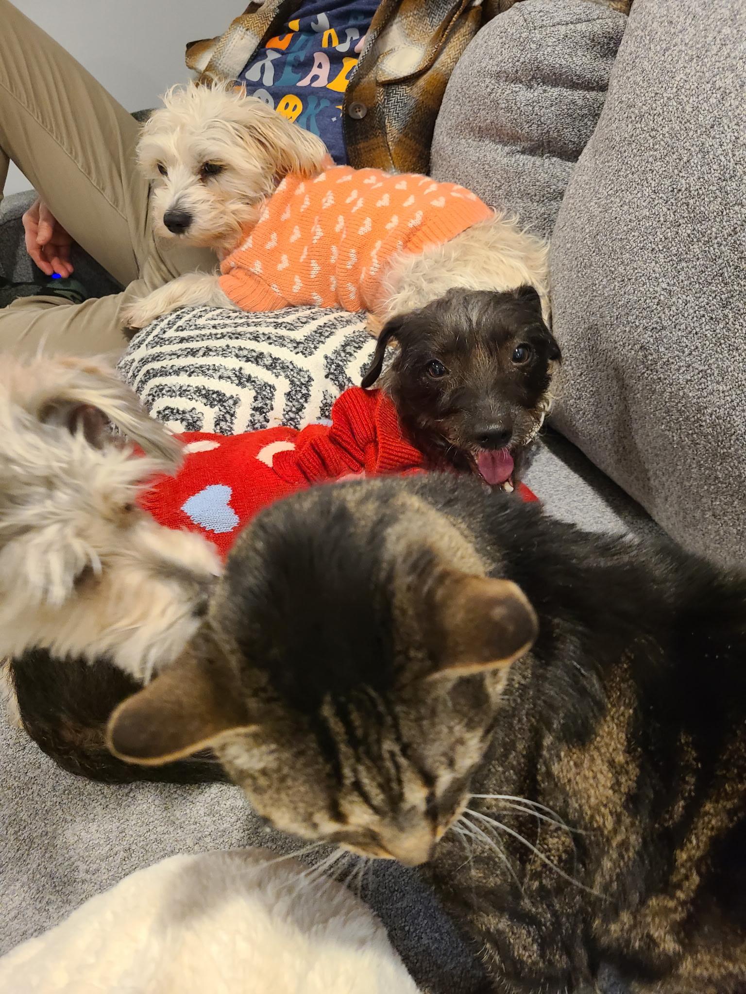 Enlarge Peppermint, an adopted mixed breed in Sparta, NJ image 5/6