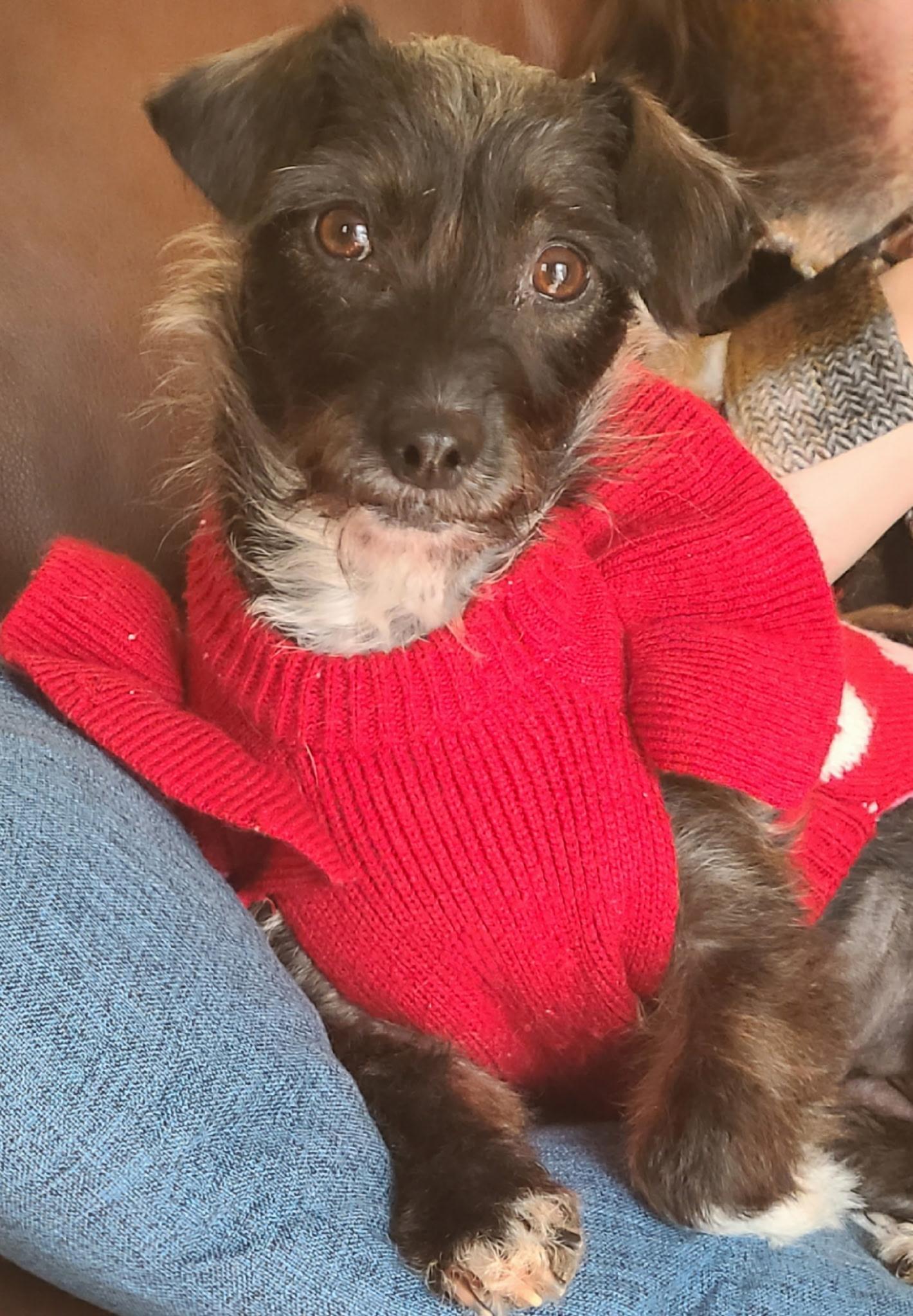 Enlarge Peppermint, an adopted mixed breed in Sparta, NJ image 4/6