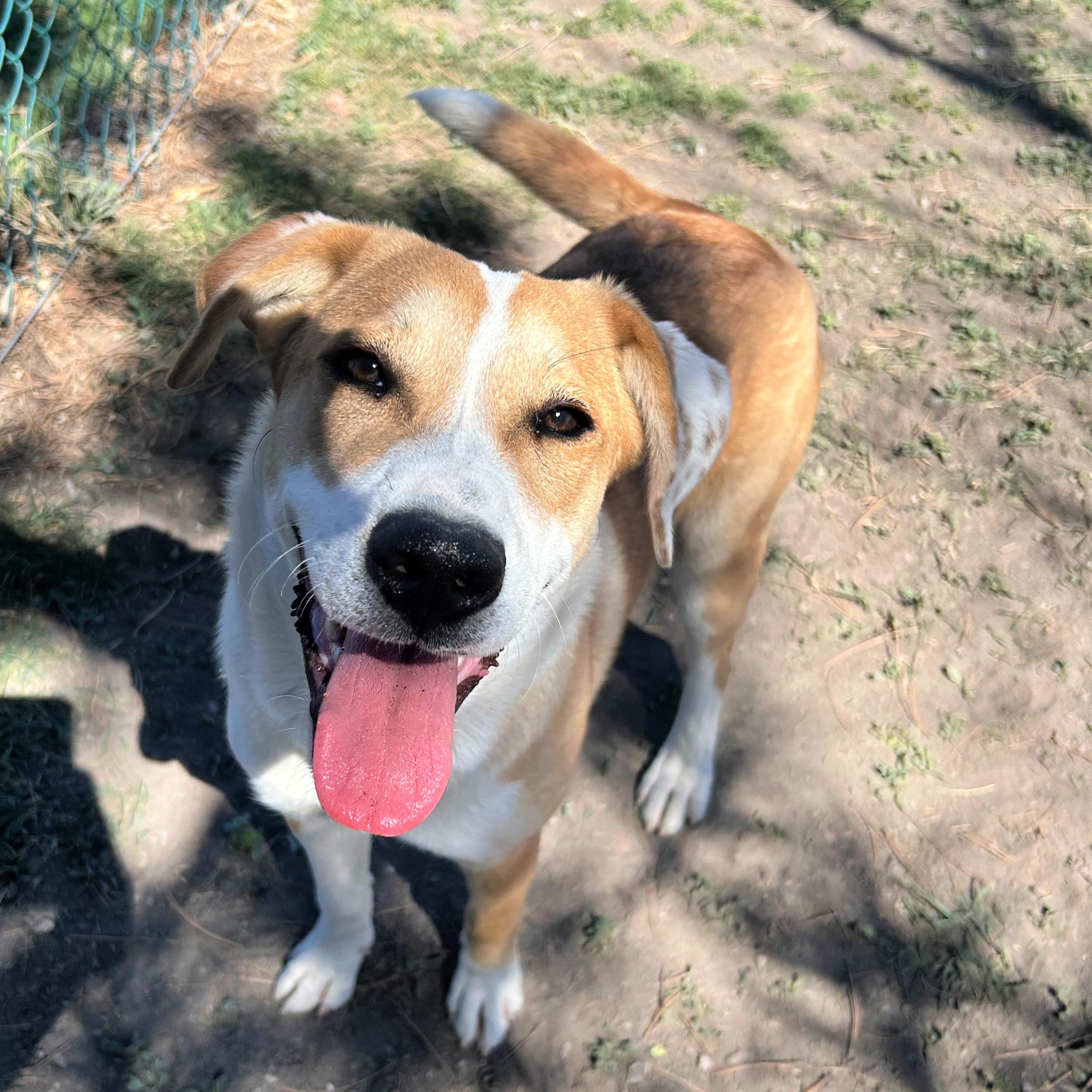 Indy, an adopted mixed breed in Lindon, UT image 1/5