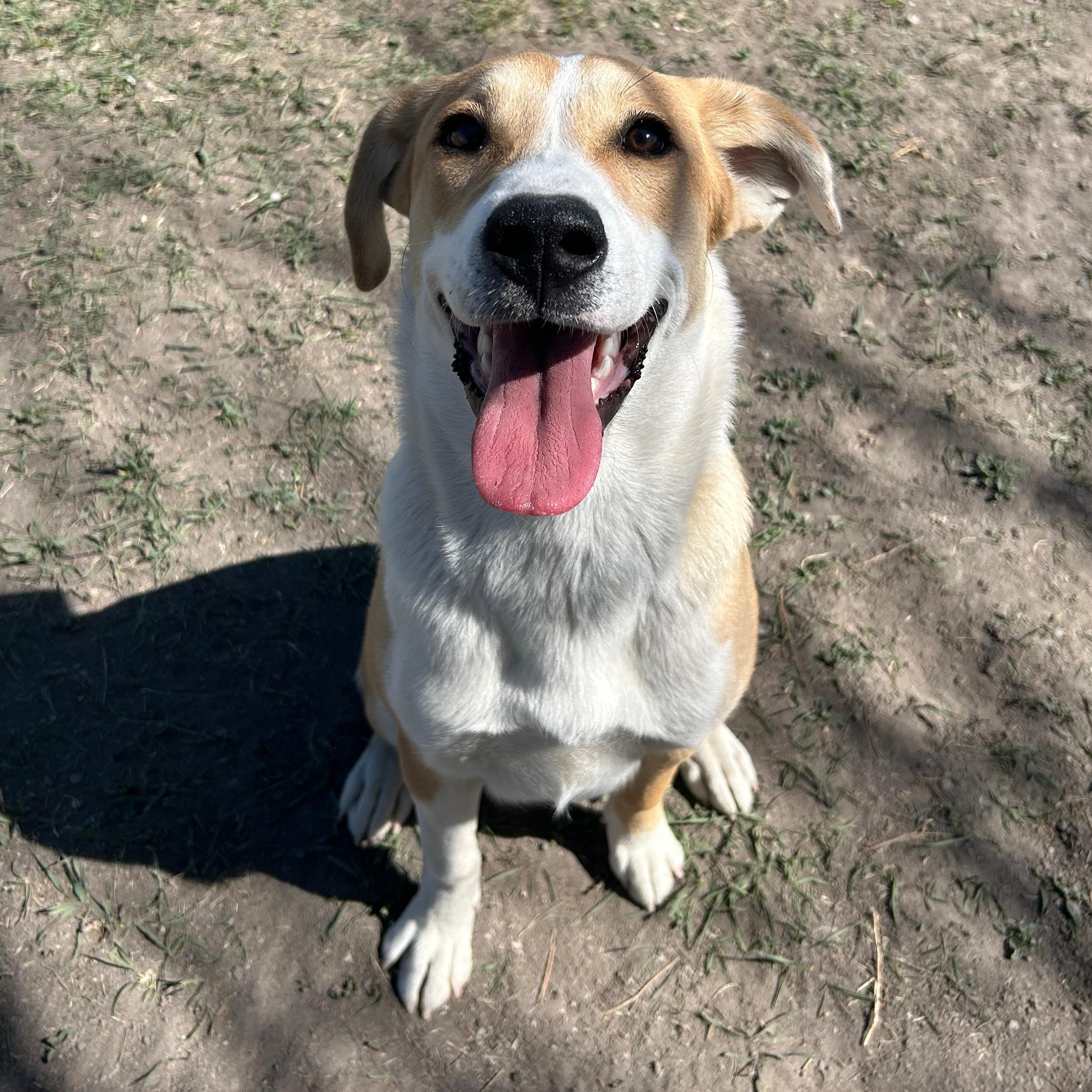 Indy, an adopted mixed breed in Lindon, UT image 2/5