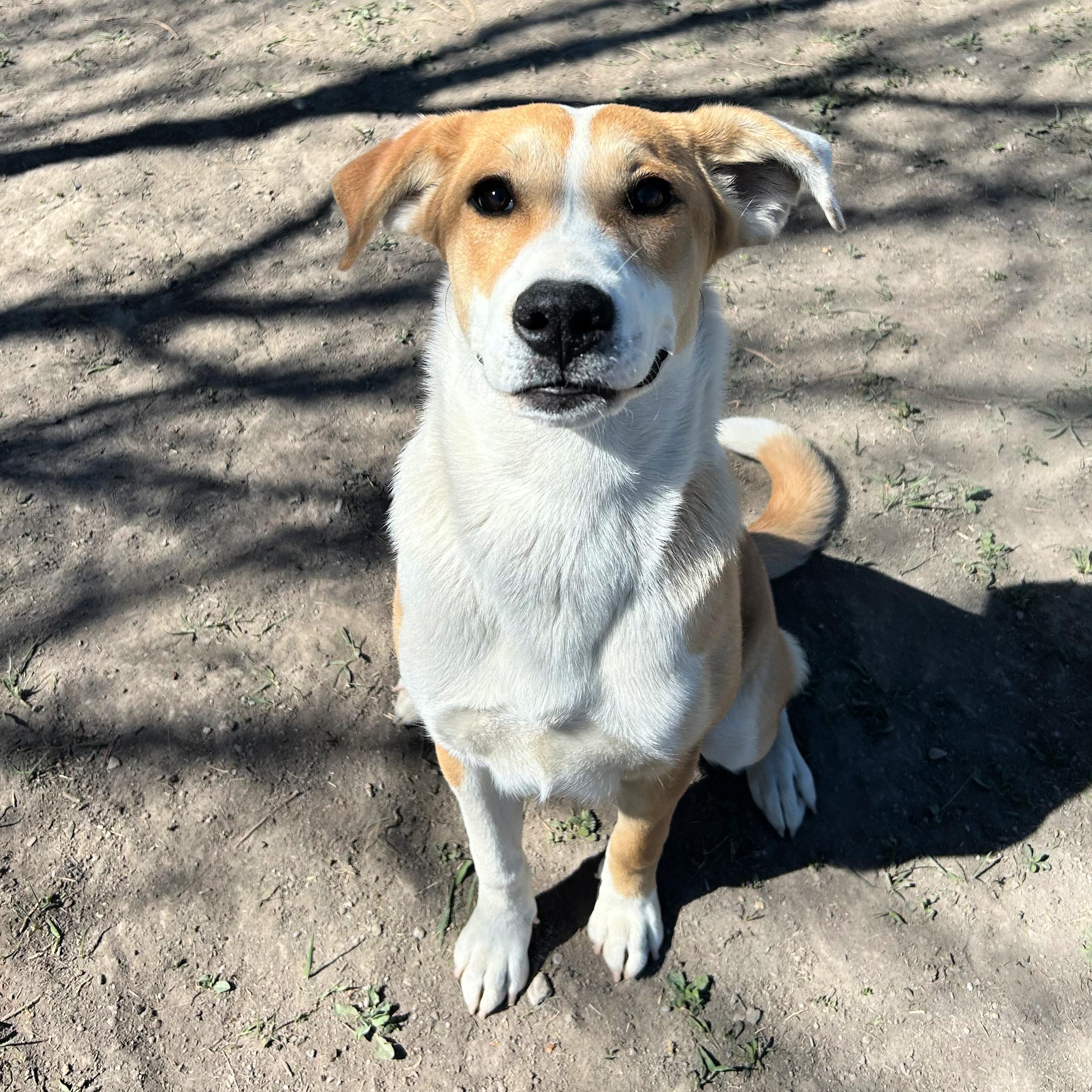 Indy, an adopted mixed breed in Lindon, UT image 3/5