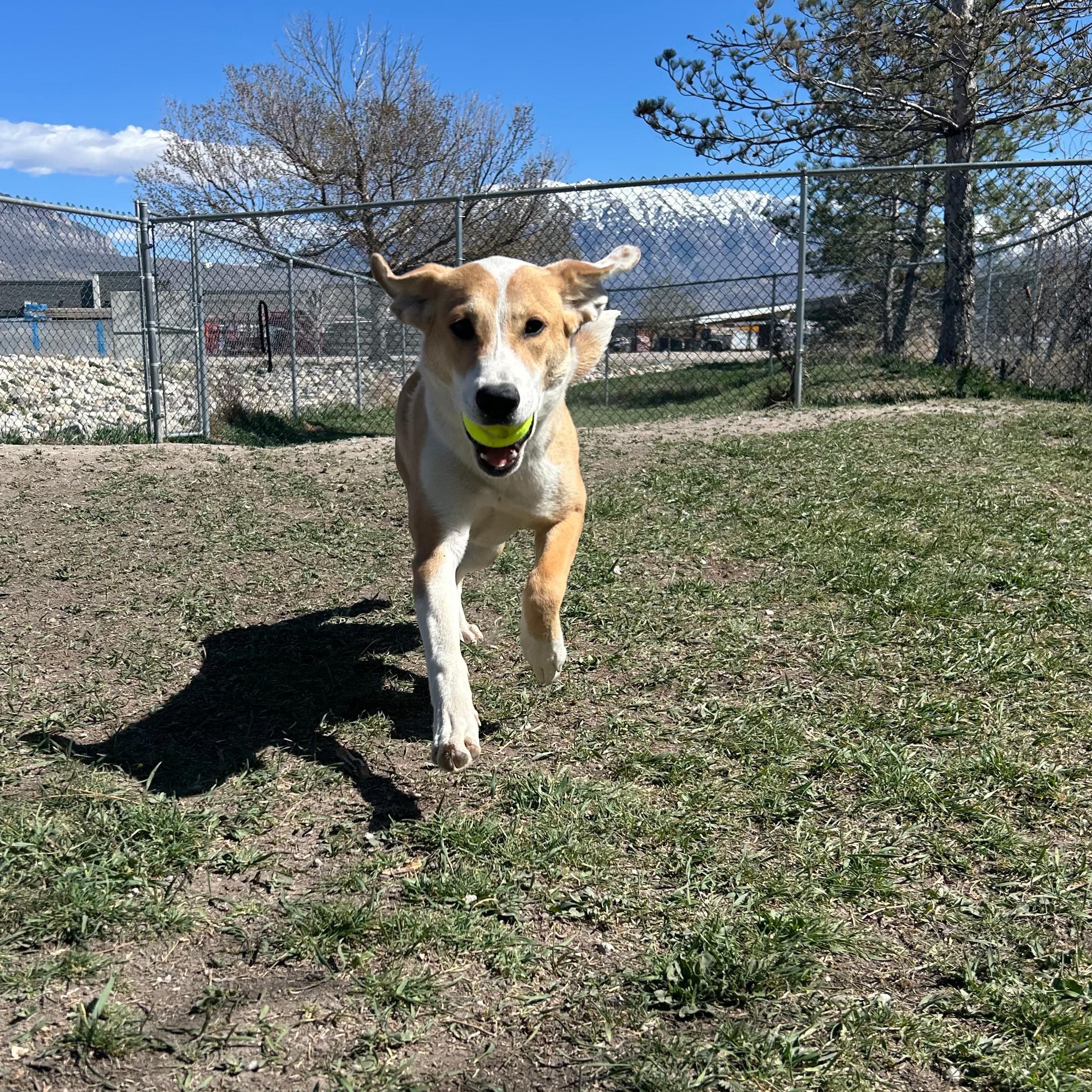 Indy, an adopted mixed breed in Lindon, UT image 4/5
