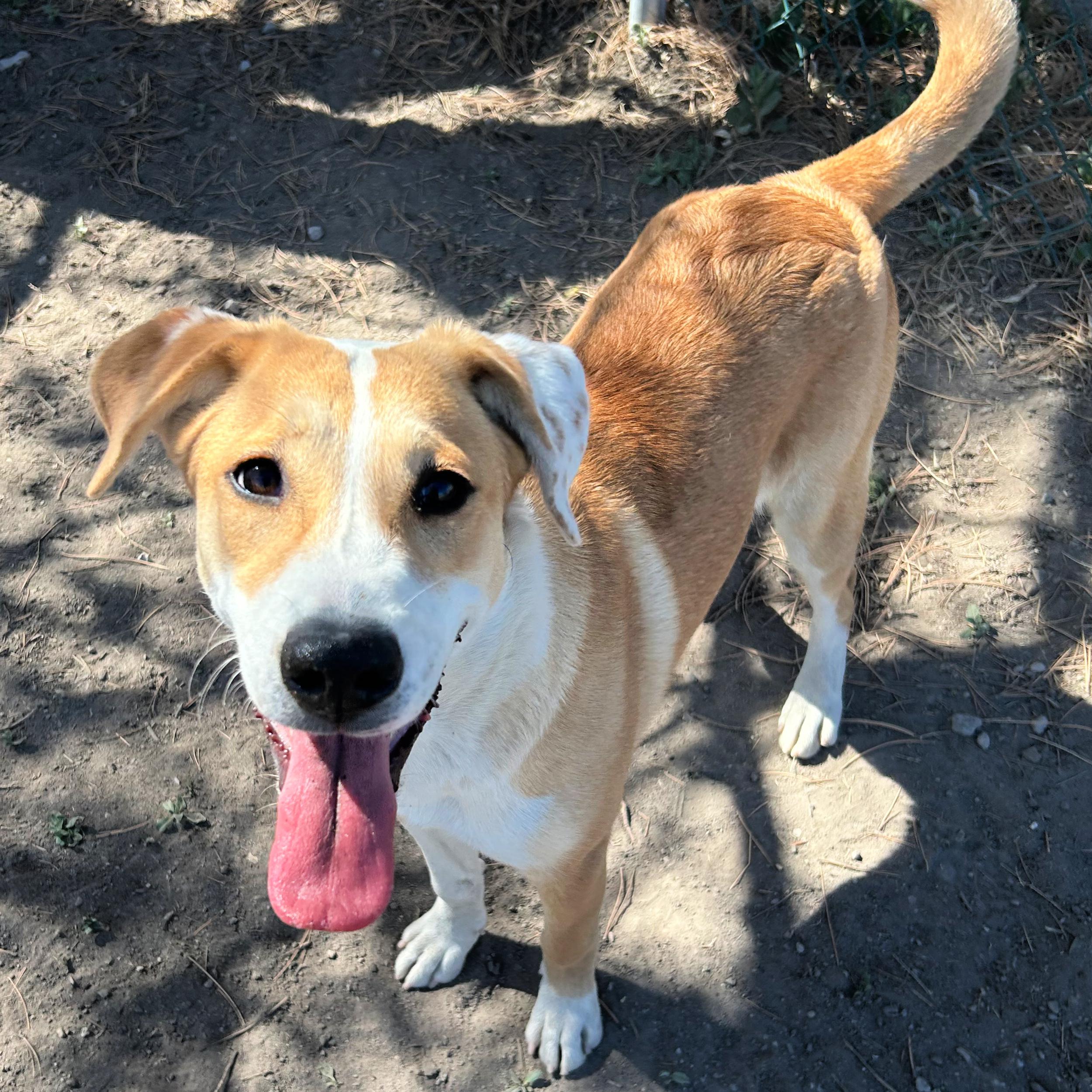 Indy, an adopted mixed breed in Lindon, UT image 5/5