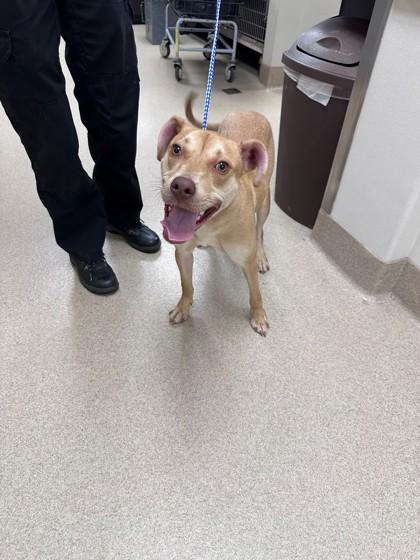 KALI, Adoptable, Young Female Pit Bull Terrier & Mixed Breed.