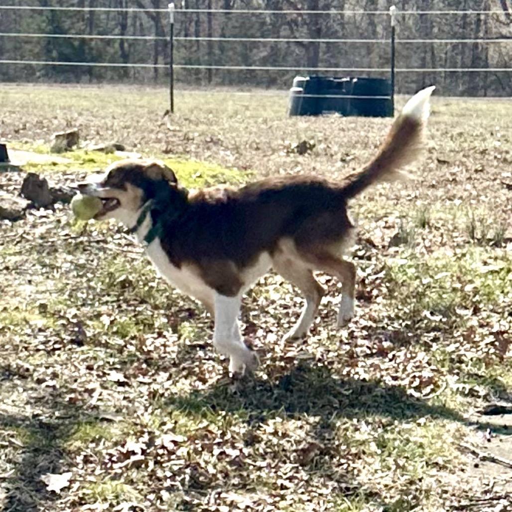 Rucker, a Adoptable Australian Shepherd in Festus, MO image 1/5
