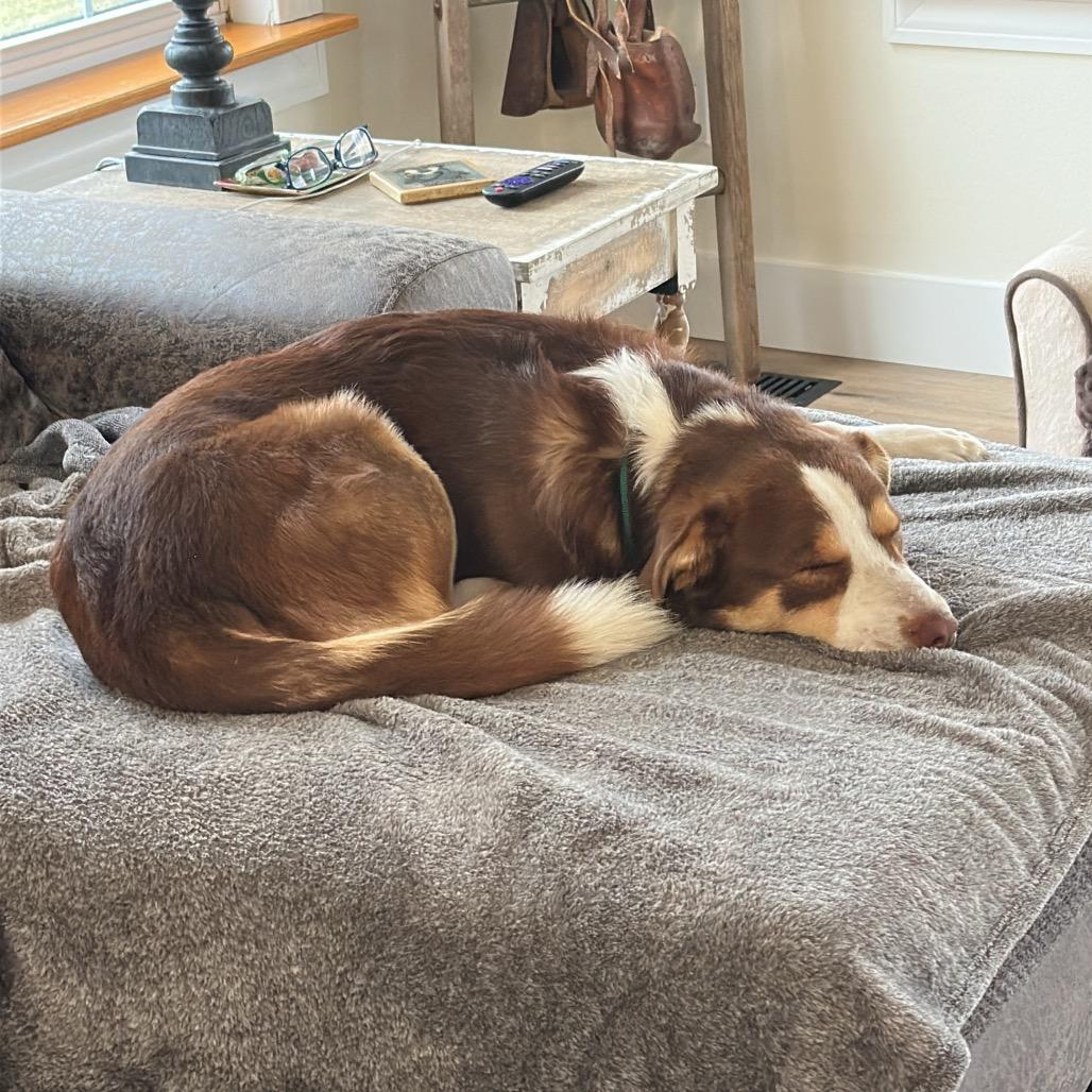 Rucker, a Adoptable Australian Shepherd in Festus, MO image 2/5