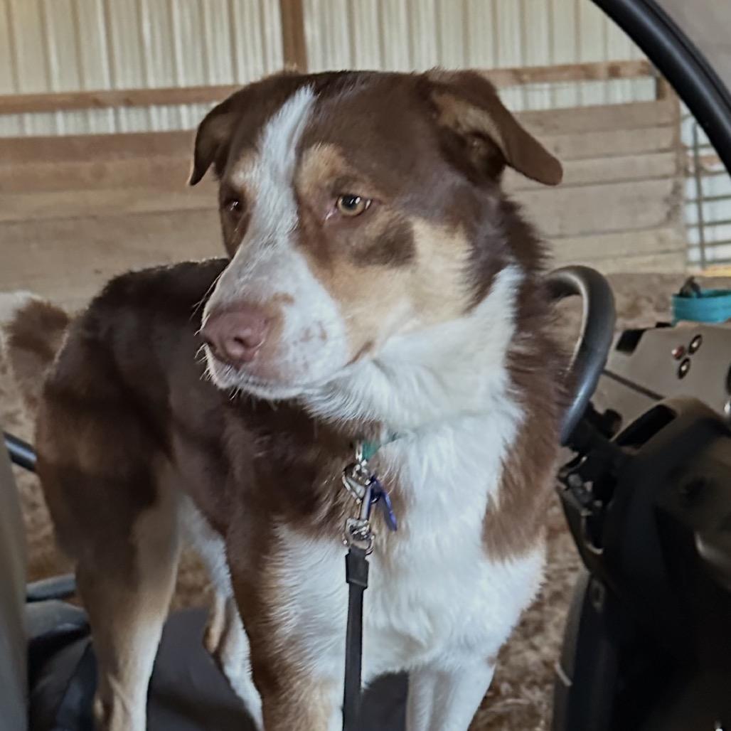 Rucker, a Adoptable Australian Shepherd in Festus, MO image 3/5