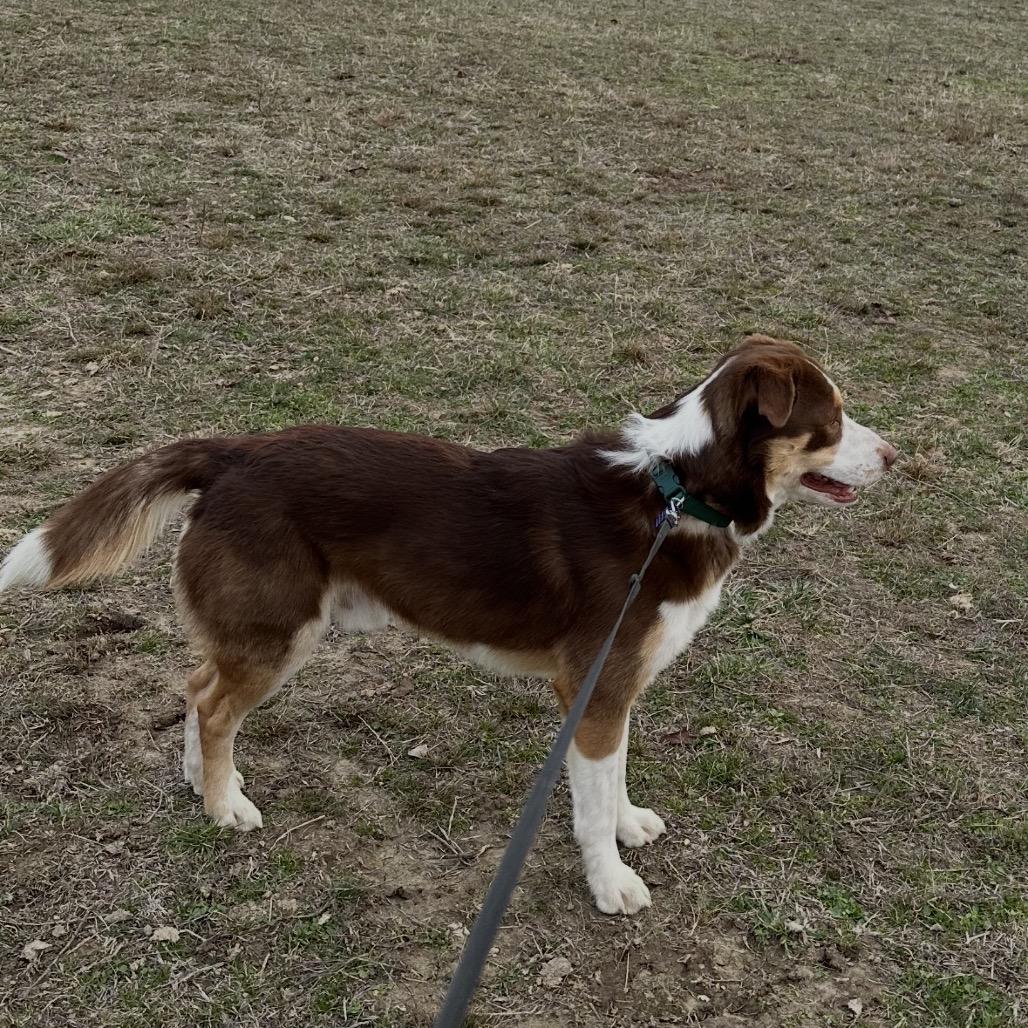 Rucker, a Adoptable Australian Shepherd in Festus, MO image 4/5