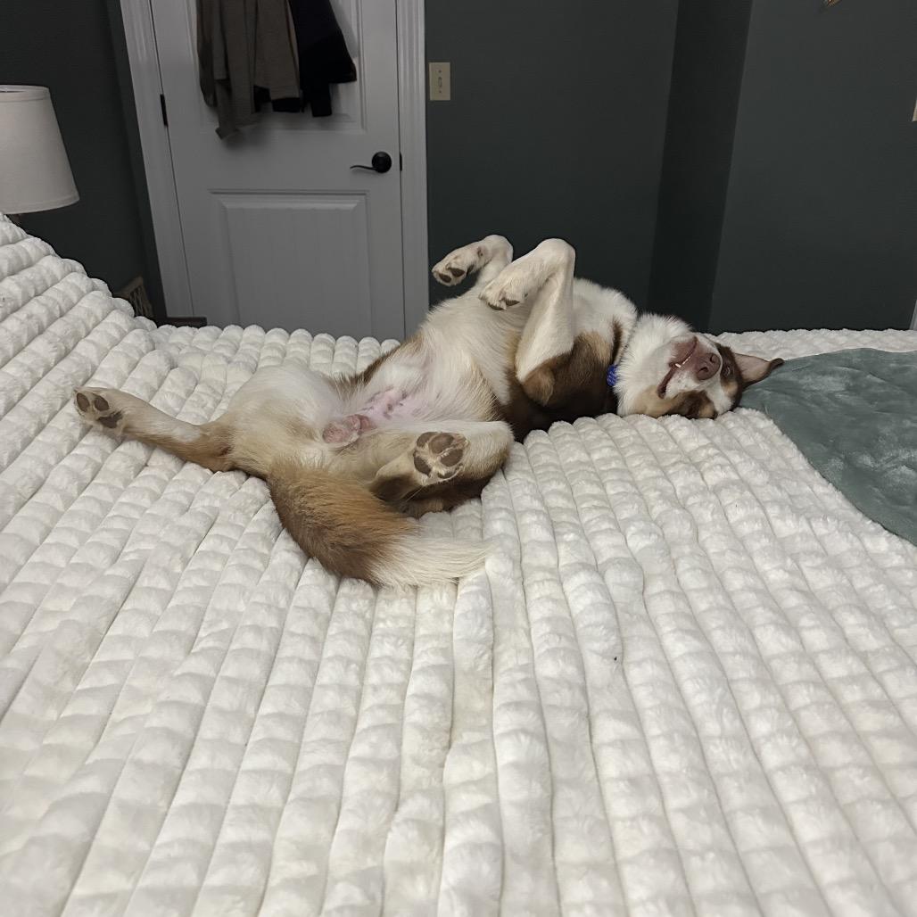 Rucker, a Adoptable Australian Shepherd in Festus, MO image 5/5