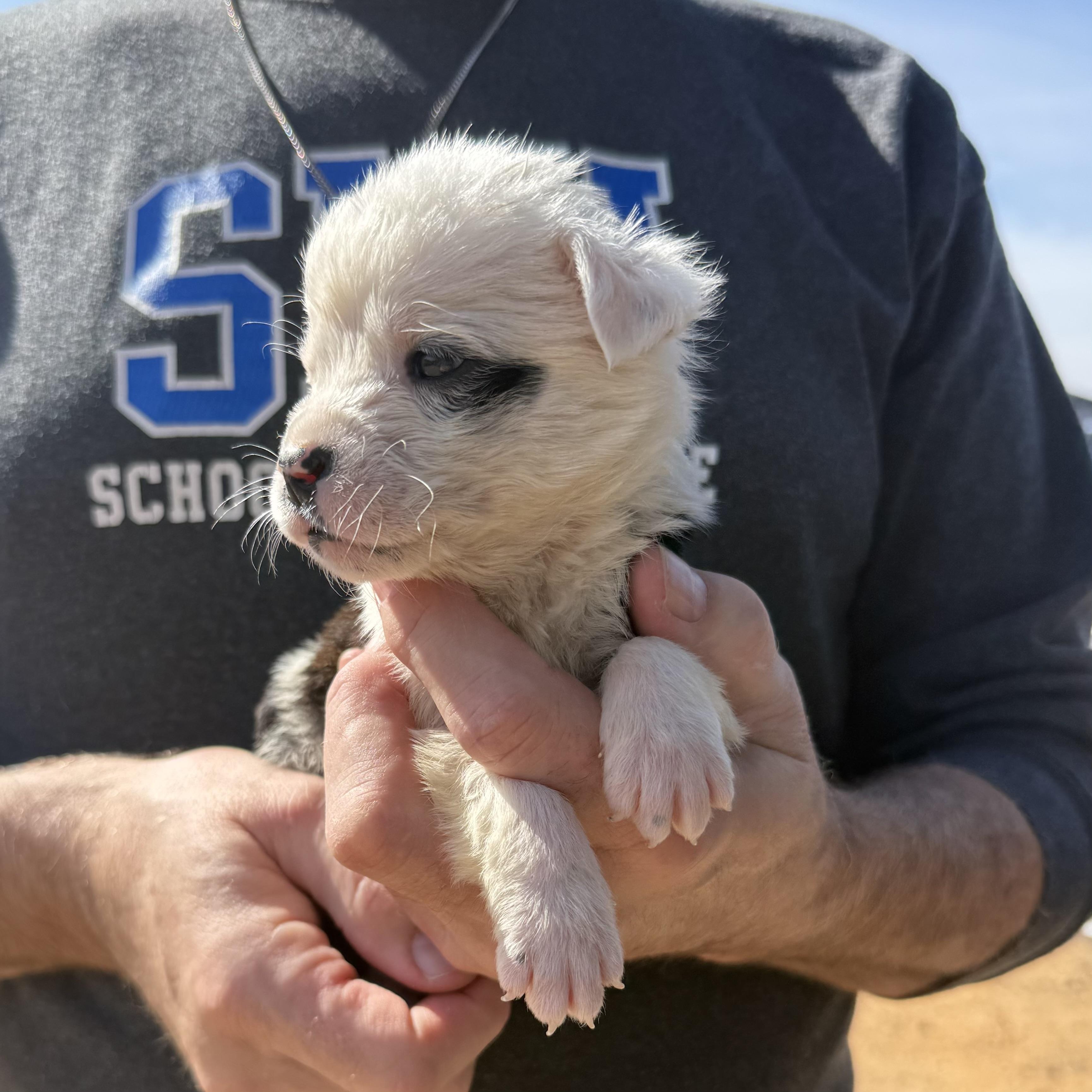 Easy Bake, an adopted Mixed Breed in West Chester, PA image 2/3