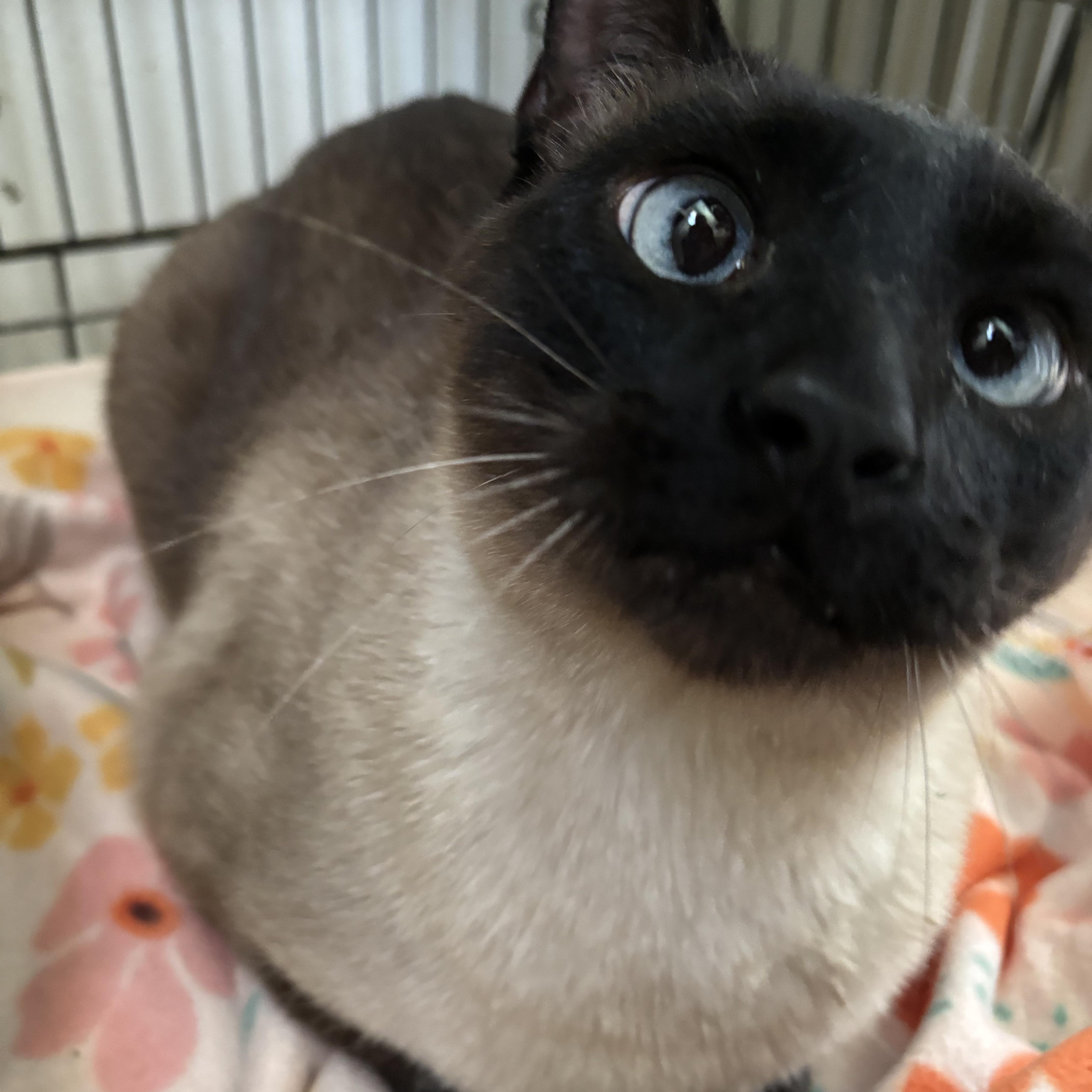 Benjie, an adopted Siamese in Deming, NM image 2/2