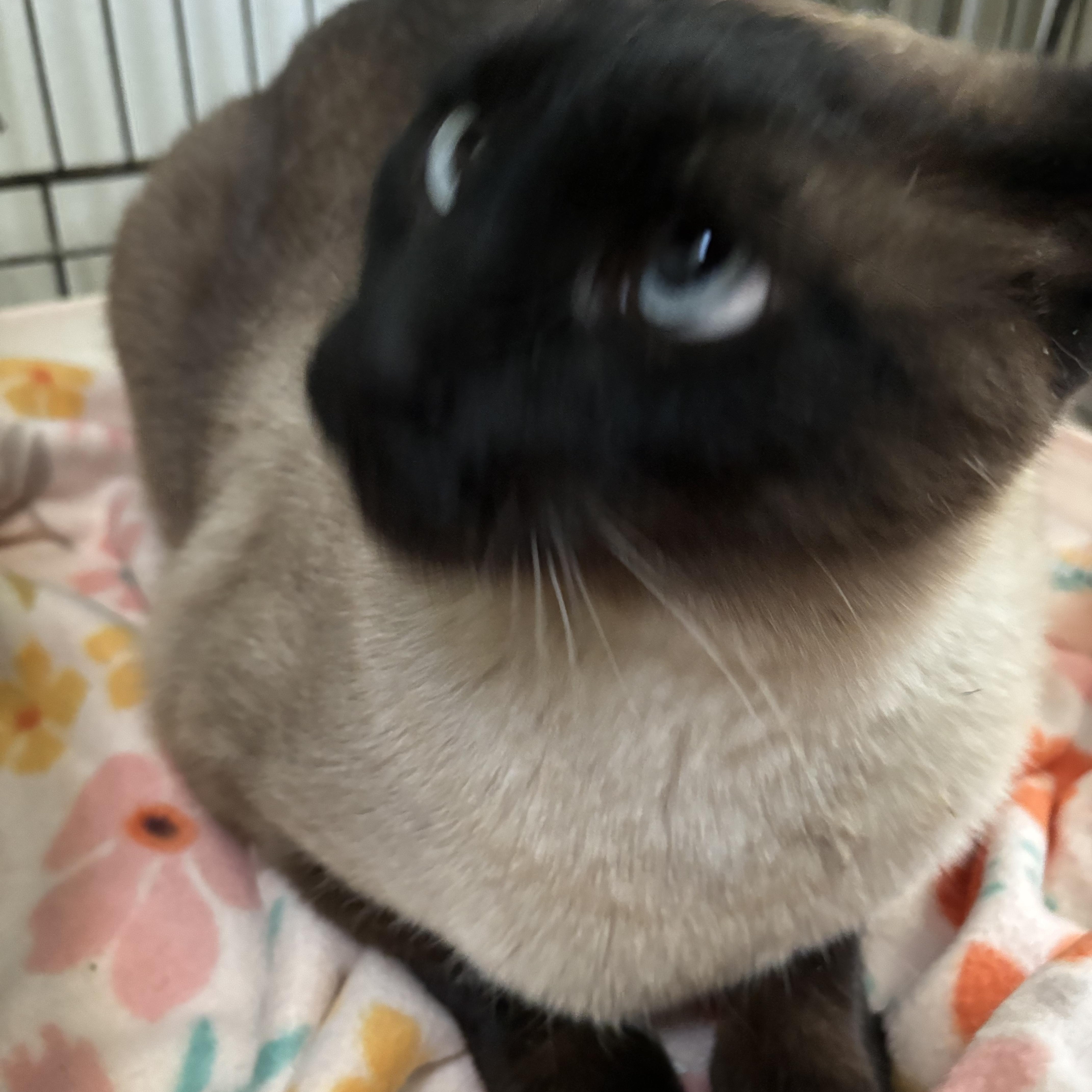 Benjie, adopted, Adult Male Siamese.