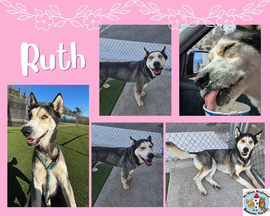 Enlarge Ruth, a Adoptable Husky in Athens, TN image 2/5