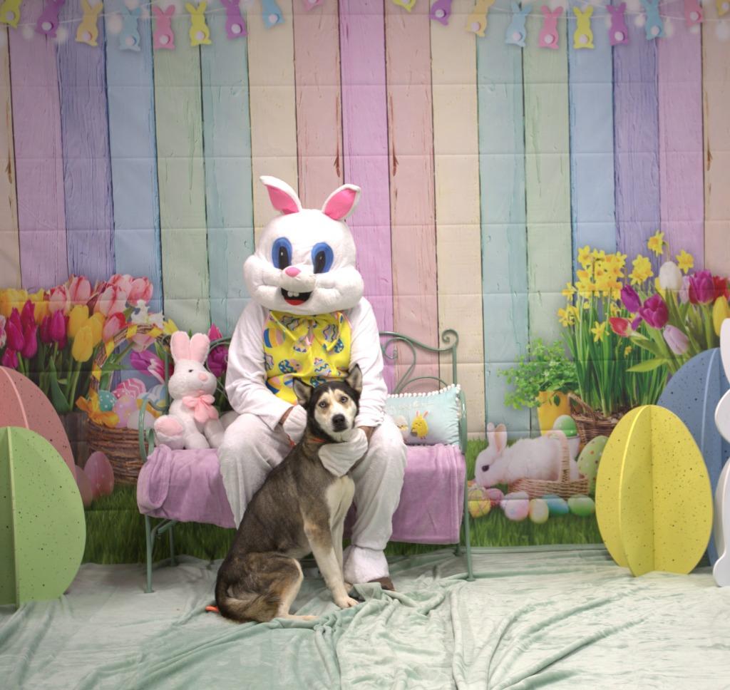 Enlarge Ruth, a Adoptable Husky in Athens, TN image 4/5