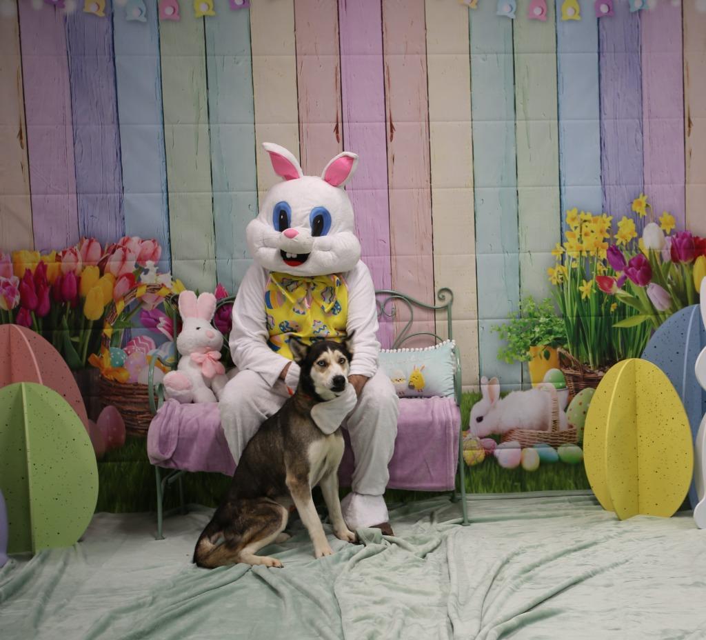 Enlarge Ruth, a Adoptable Husky in Athens, TN image 5/5