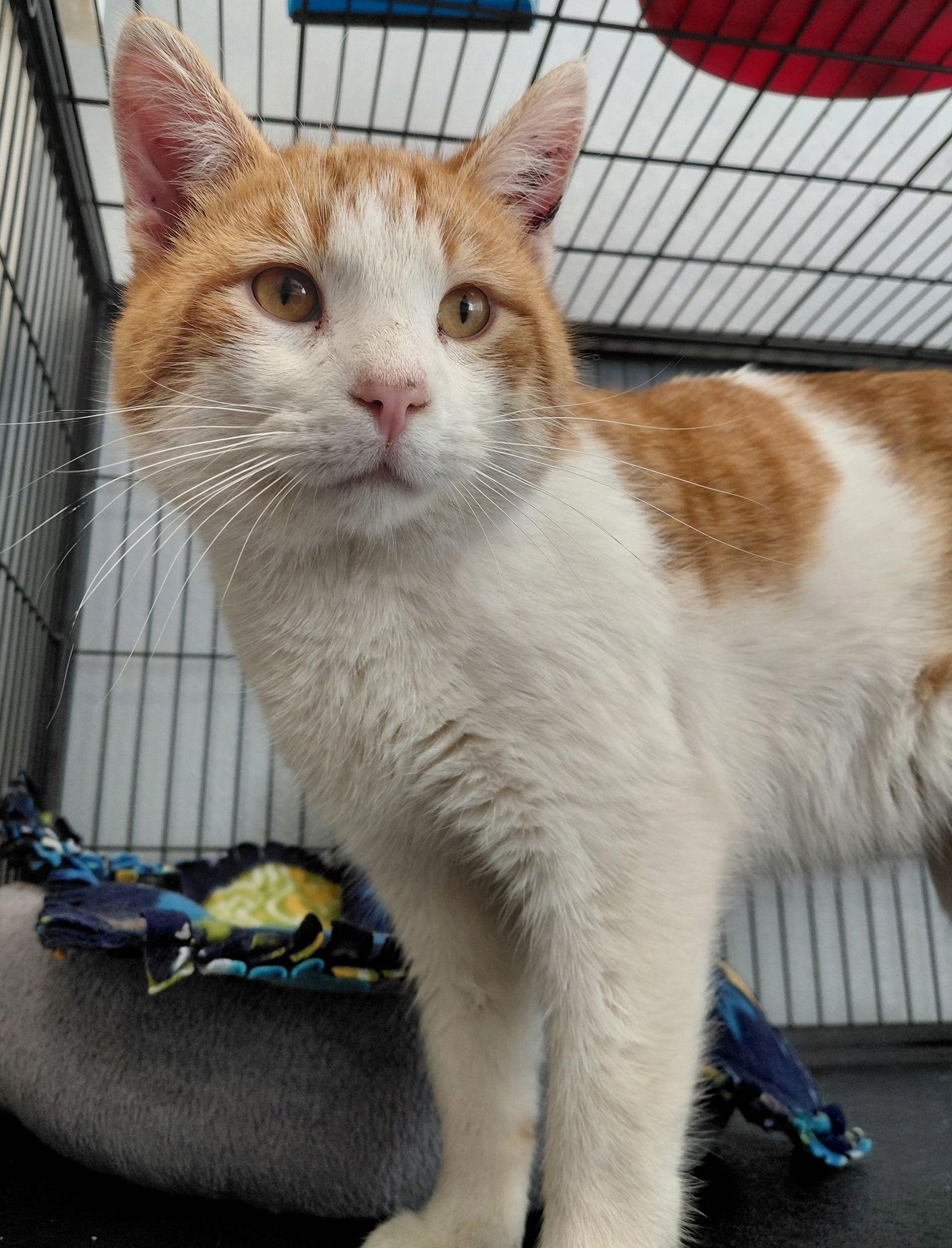 Enlarge Waylon @ The Cat's Brew, a Adoptable Domestic Short Hair in Montello, WI image 1/3