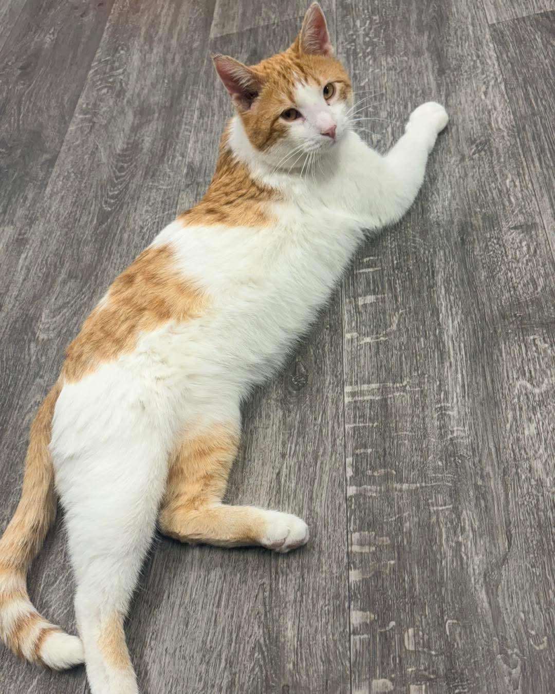 Enlarge Waylon @ The Cat's Brew, a Adoptable Domestic Short Hair in Montello, WI image 2/3