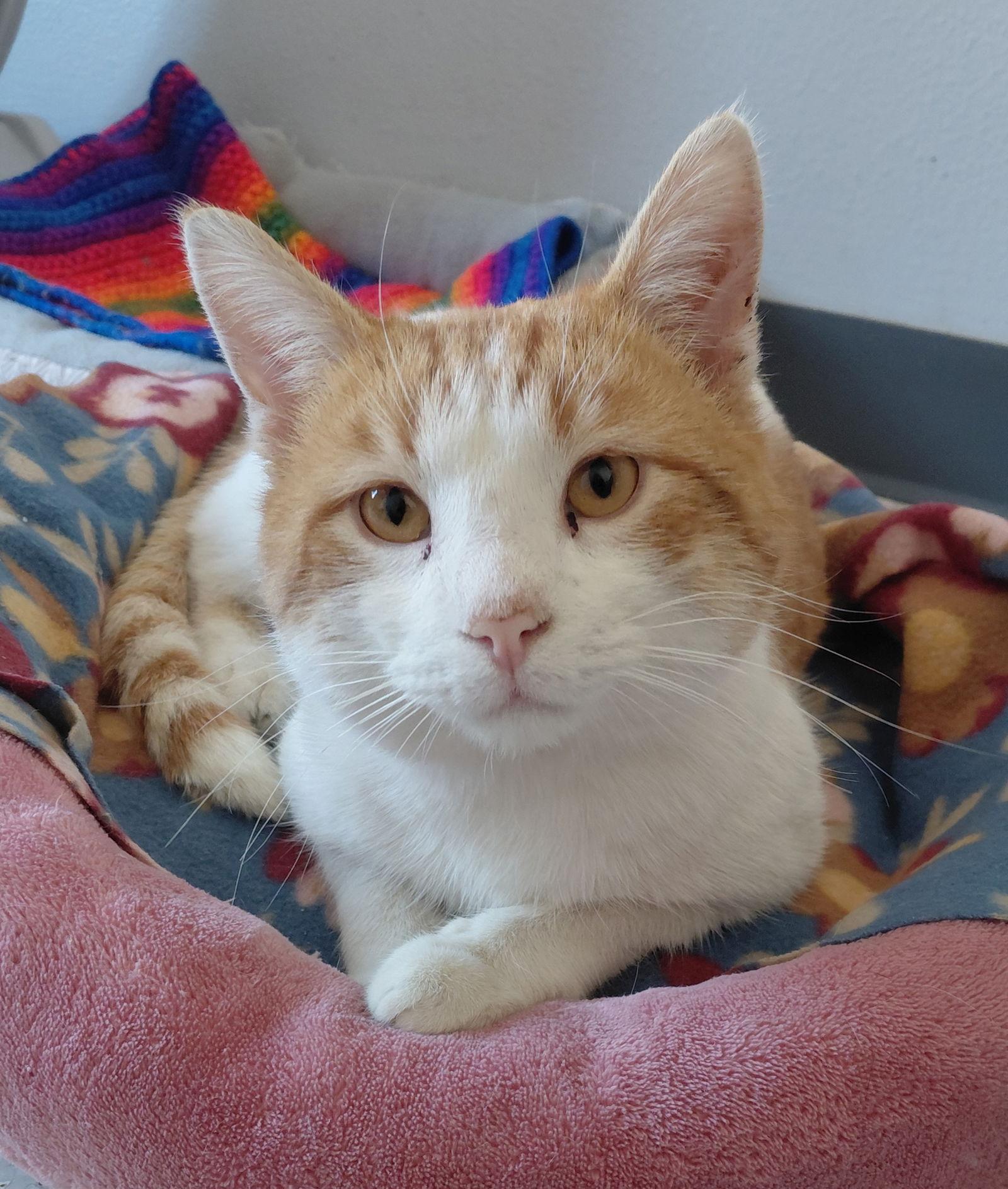 Enlarge Waylon @ The Cat's Brew, a Adoptable Domestic Short Hair in Montello, WI image 3/3