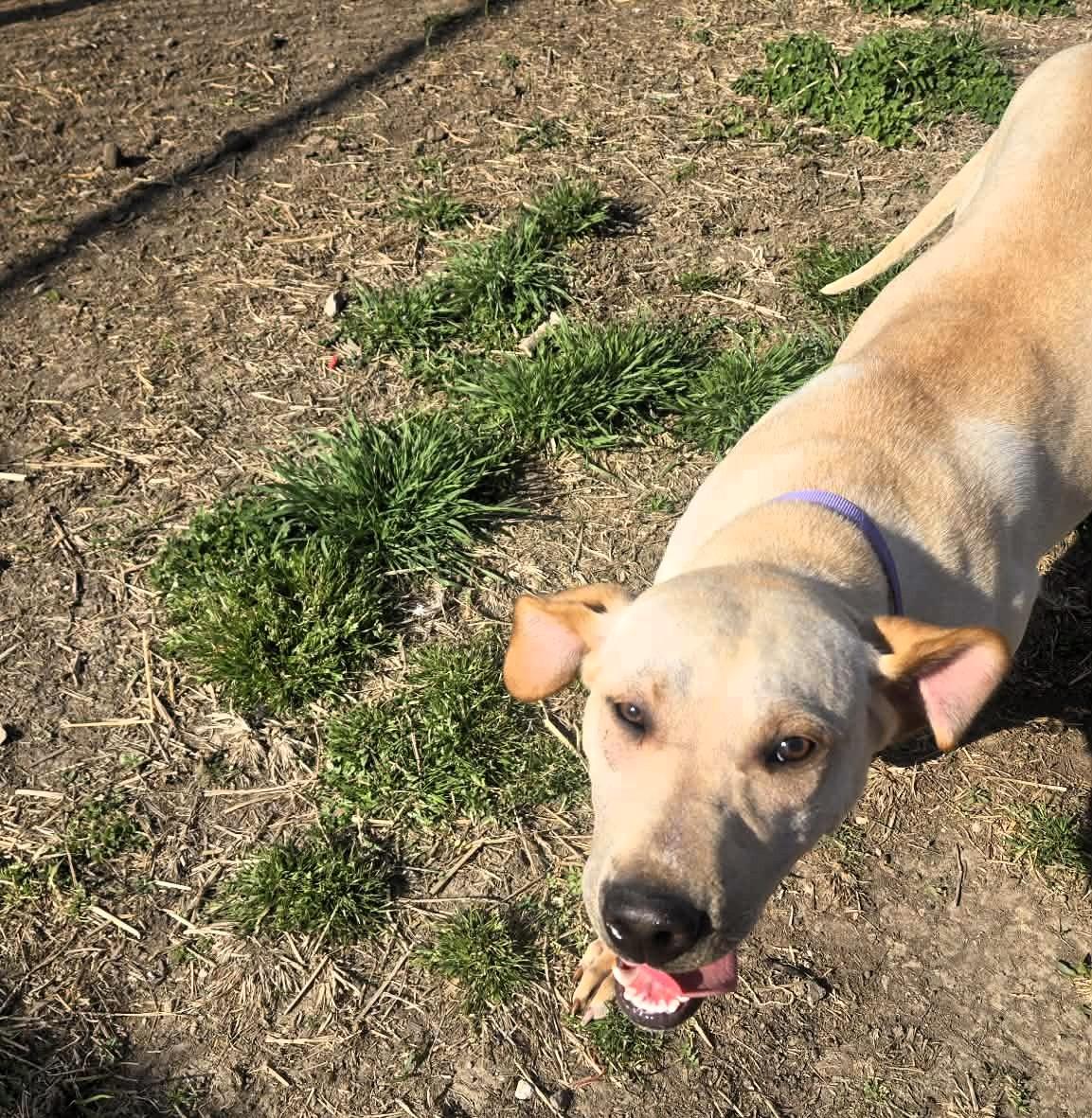 Enlarge Lainey, a ADOPTABLE mixed breed in Windsor, MO image 4/6
