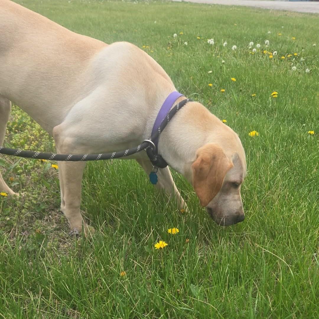 Enlarge Lainey, a ADOPTABLE mixed breed in Windsor, MO image 3/6