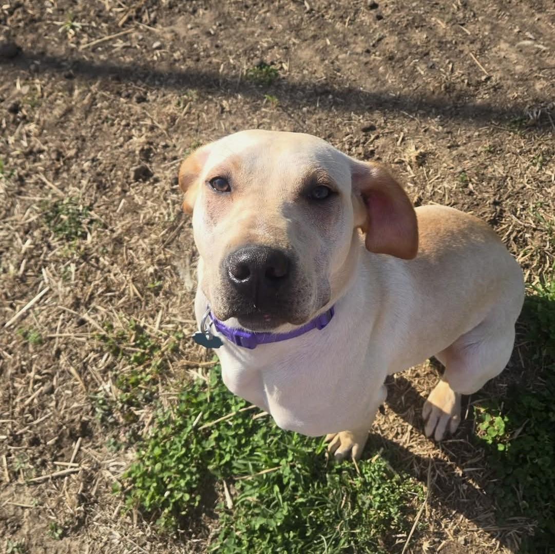 Lainey, ADOPTABLE, Young Female Labrador Retriever & Coonhound.