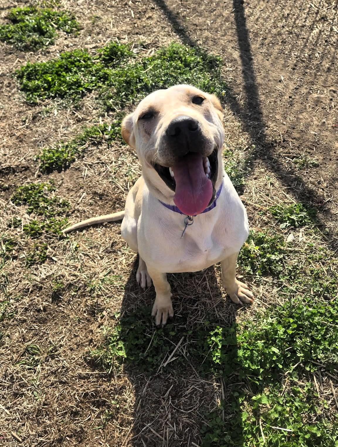 Enlarge Lainey, a ADOPTABLE mixed breed in Windsor, MO image 2/6
