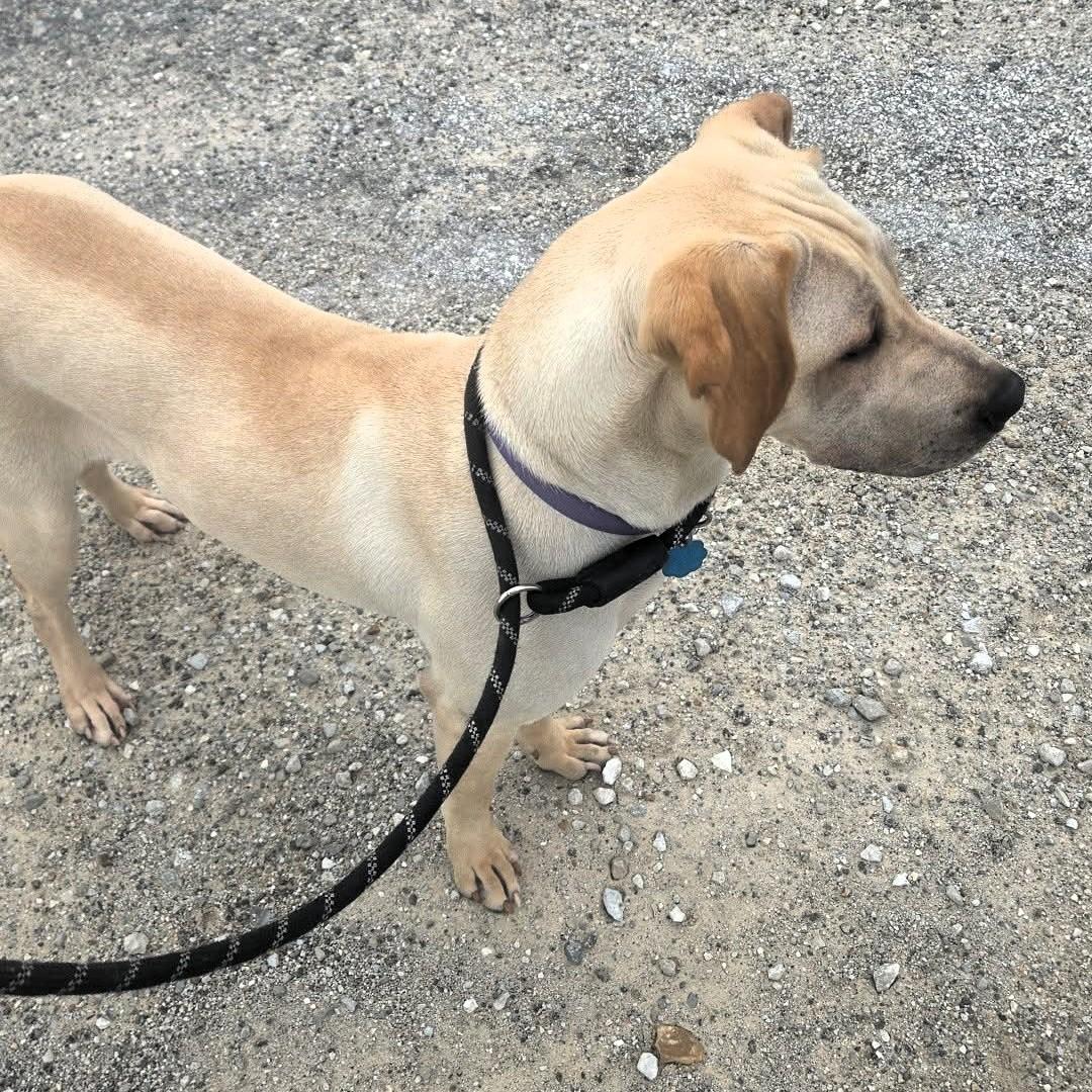 Enlarge Lainey, a ADOPTABLE mixed breed in Windsor, MO image 6/6