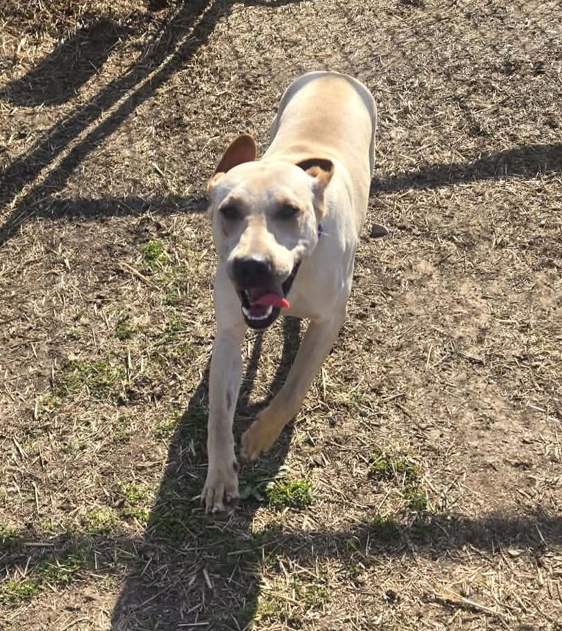 Enlarge Lainey, a ADOPTABLE mixed breed in Windsor, MO image 5/6
