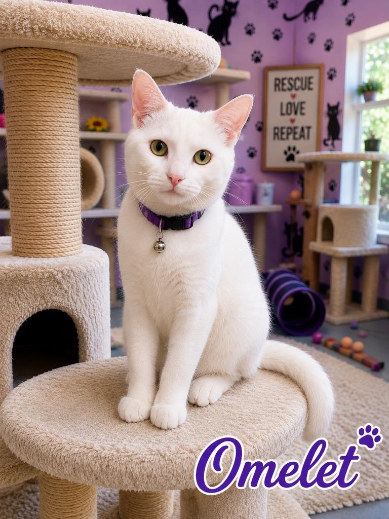Omelet, Adoptable, Kitten Female Domestic Short Hair.