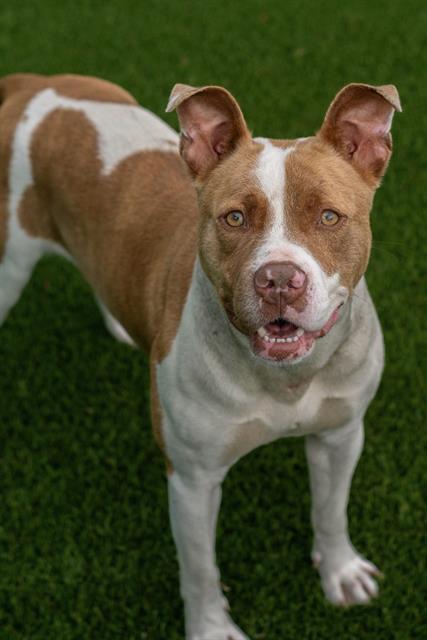 SUGAR, Adoptable, Adult Female Pit Bull Terrier & Mixed Breed.