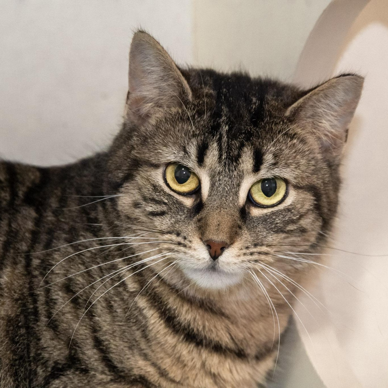 Enlarge Billie, a ADOPTABLE Domestic Short Hair in Victor, NY image 2/6