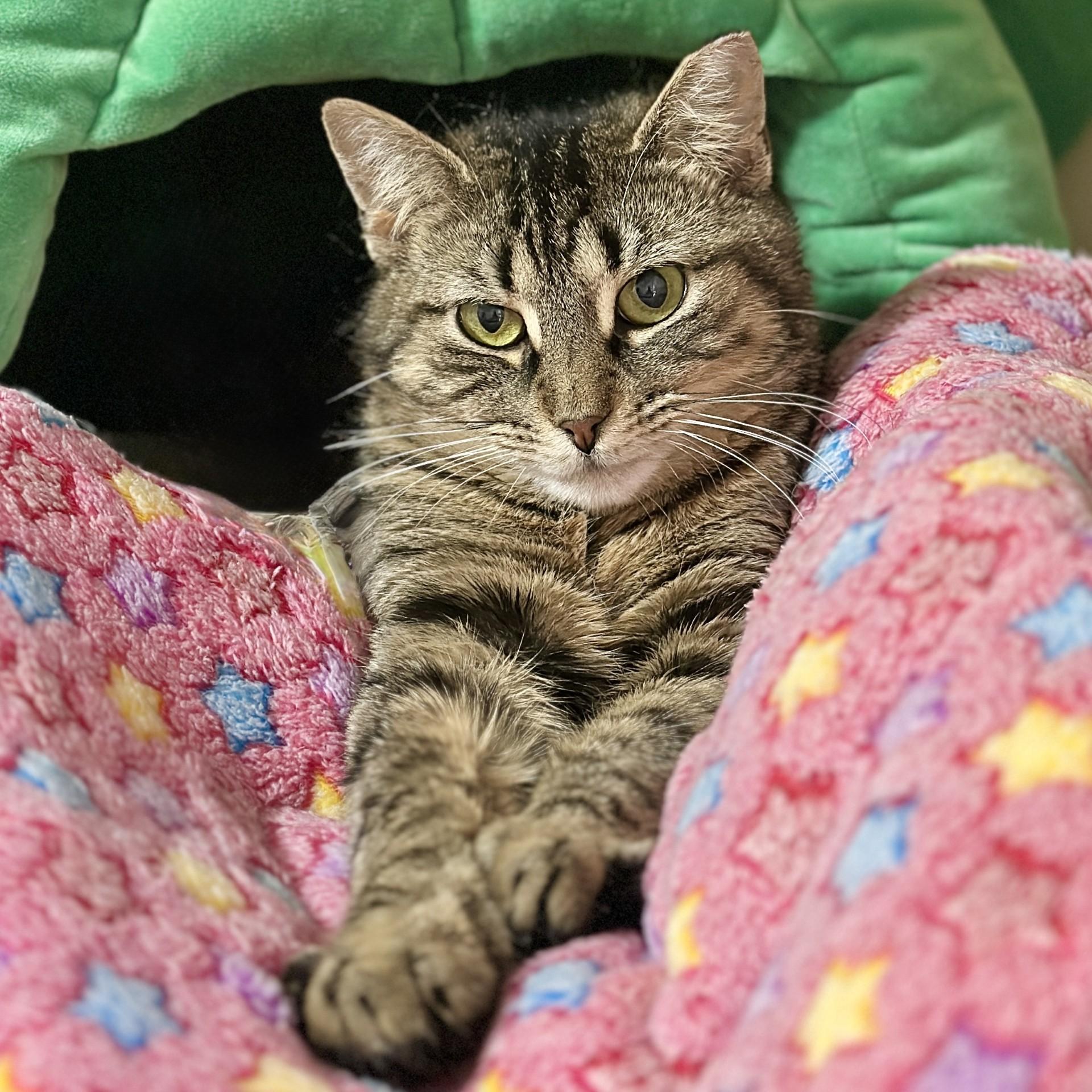 Billie, ADOPTABLE, Adult Female Domestic Short Hair.