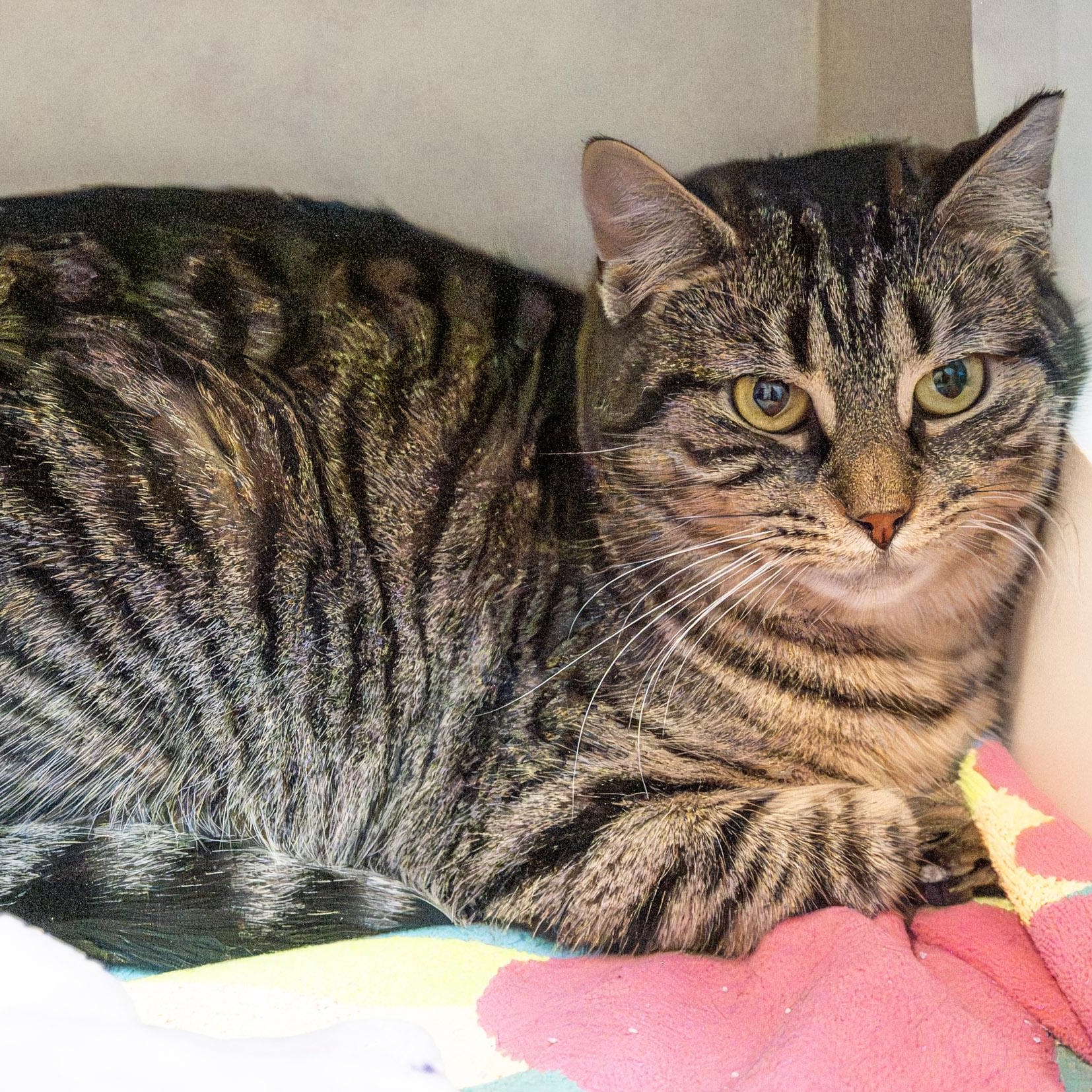 Billie, a ADOPTABLE Domestic Short Hair in Victor, NY image 6/6