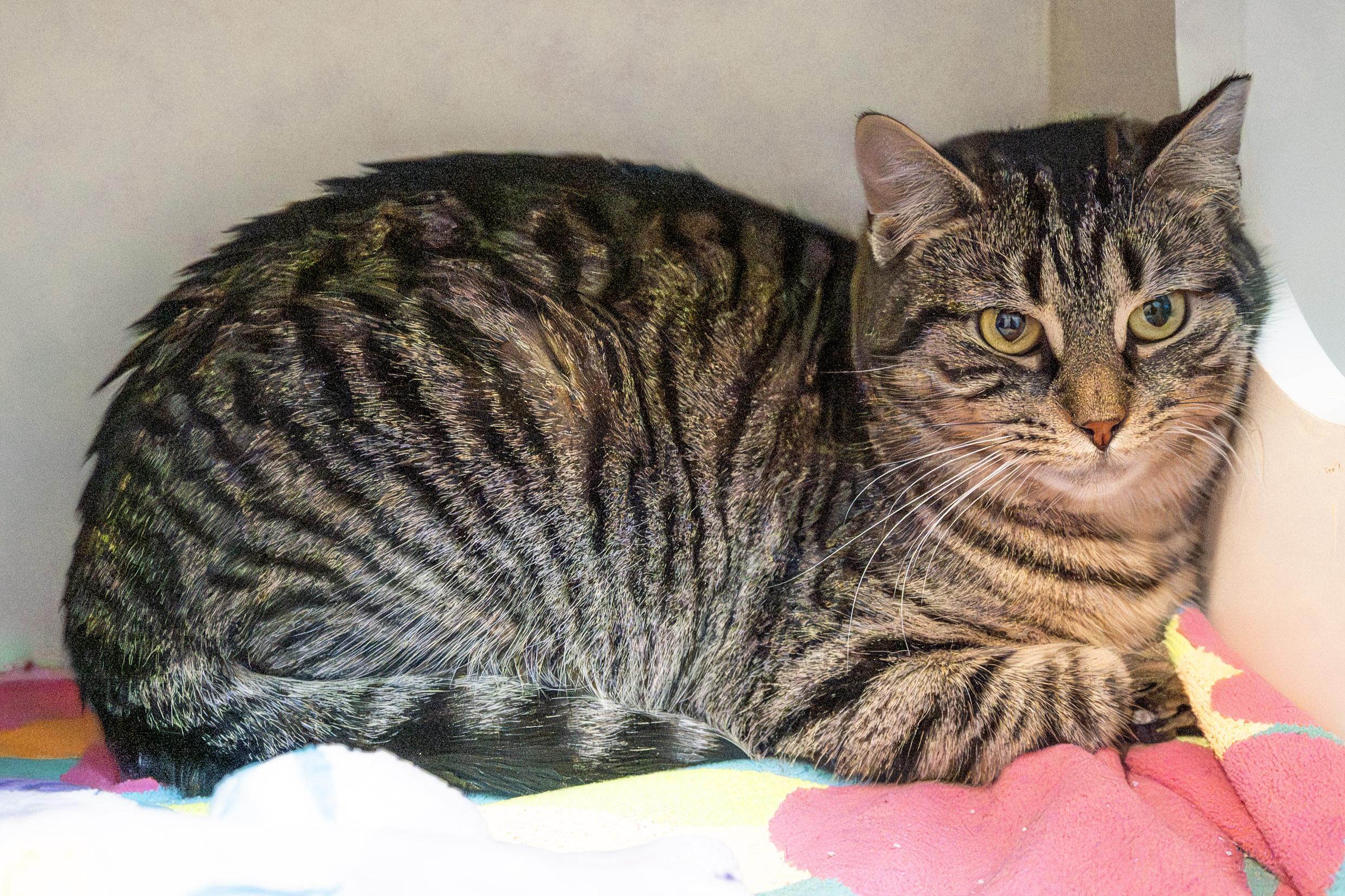 Enlarge Billie, a ADOPTABLE Domestic Short Hair in Victor, NY image 4/6