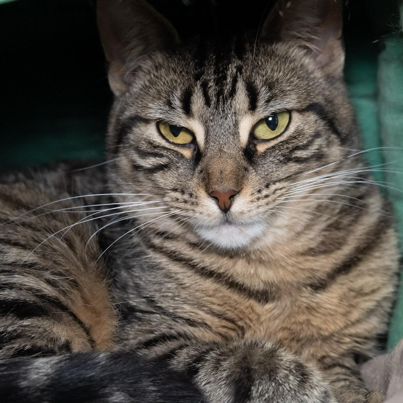 Billie, a ADOPTABLE Domestic Short Hair in Victor, NY image 3/6