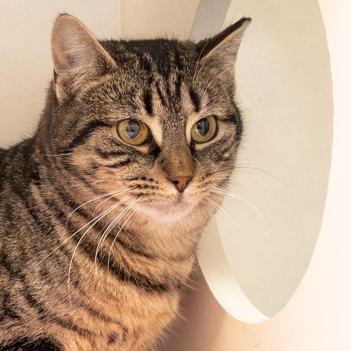 Enlarge Billie, a ADOPTABLE Domestic Short Hair in Victor, NY image 2/6