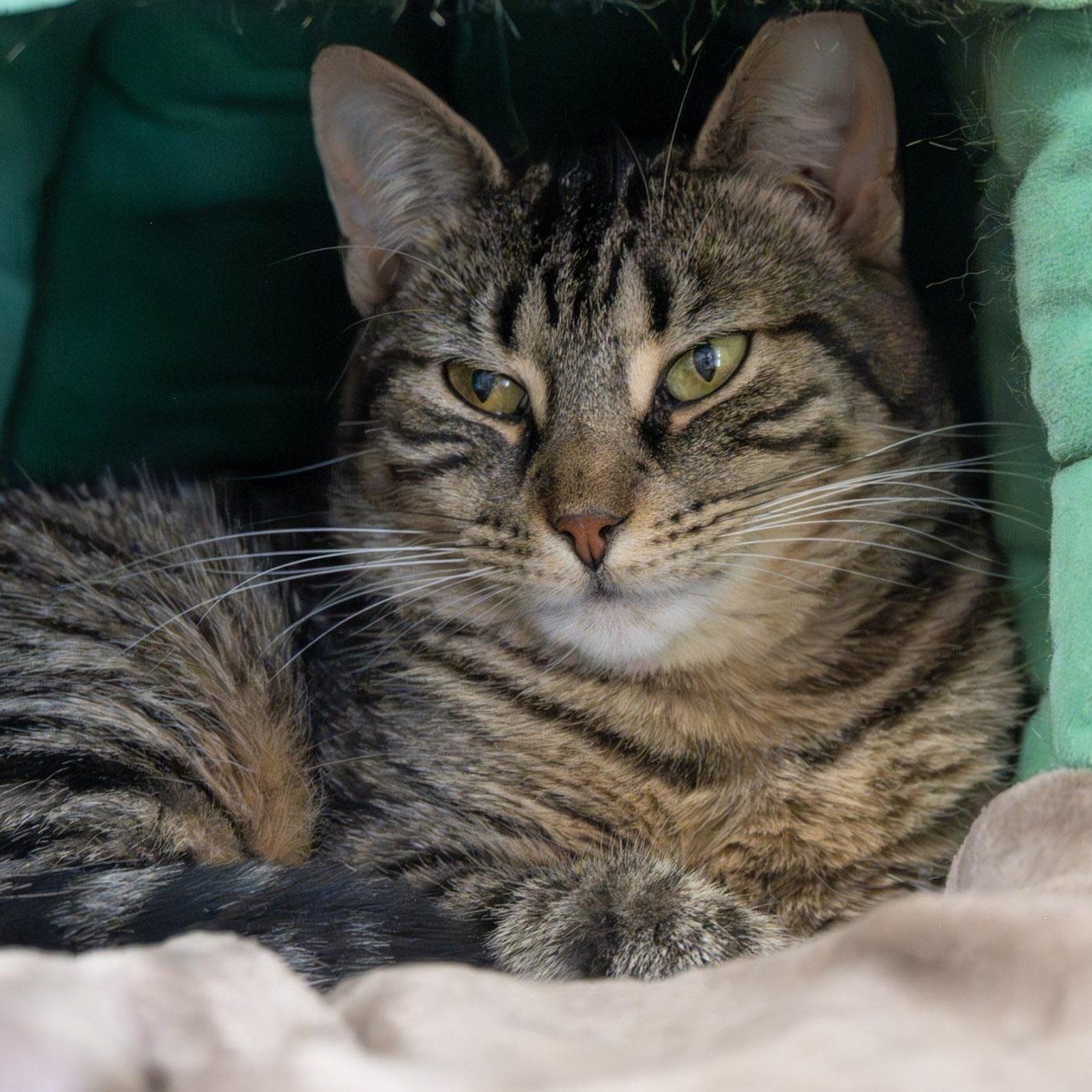 Billie, a ADOPTABLE Domestic Short Hair in Victor, NY image 4/6
