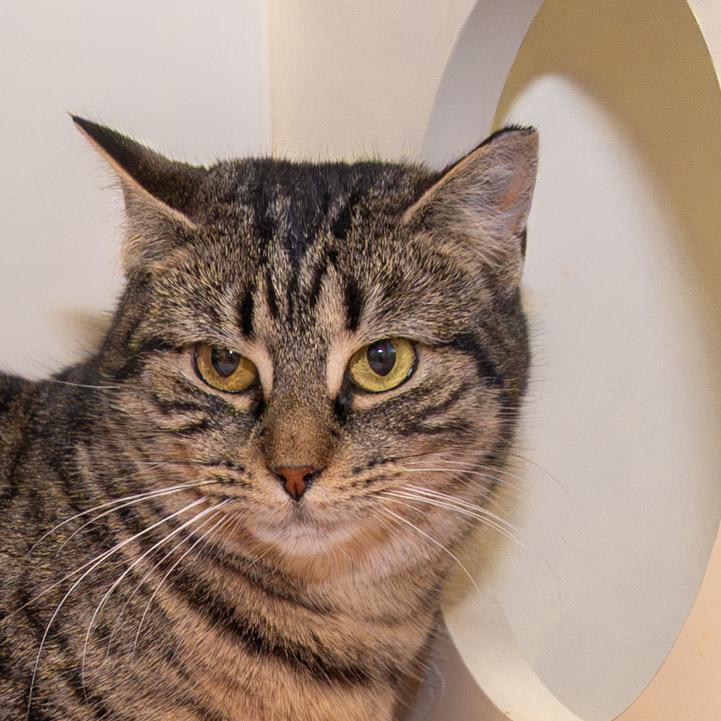 Enlarge Billie, a ADOPTABLE Domestic Short Hair in Victor, NY image 3/6