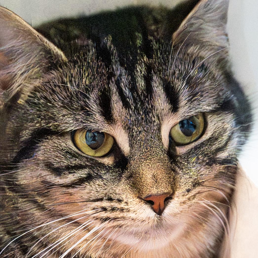 Enlarge Billie, a ADOPTABLE Domestic Short Hair in Victor, NY image 1/6