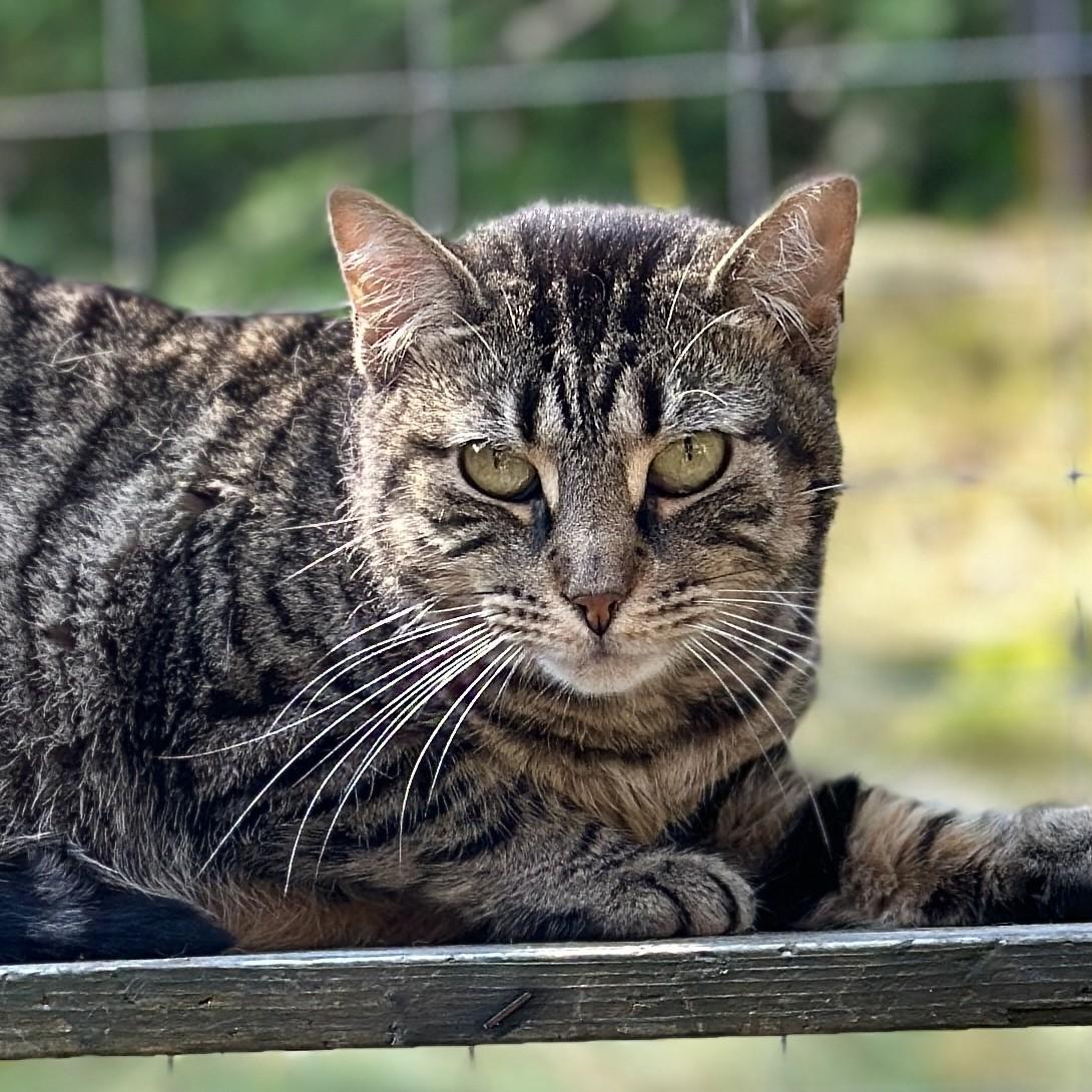Billie, a ADOPTABLE Domestic Short Hair in Victor, NY image 6/6
