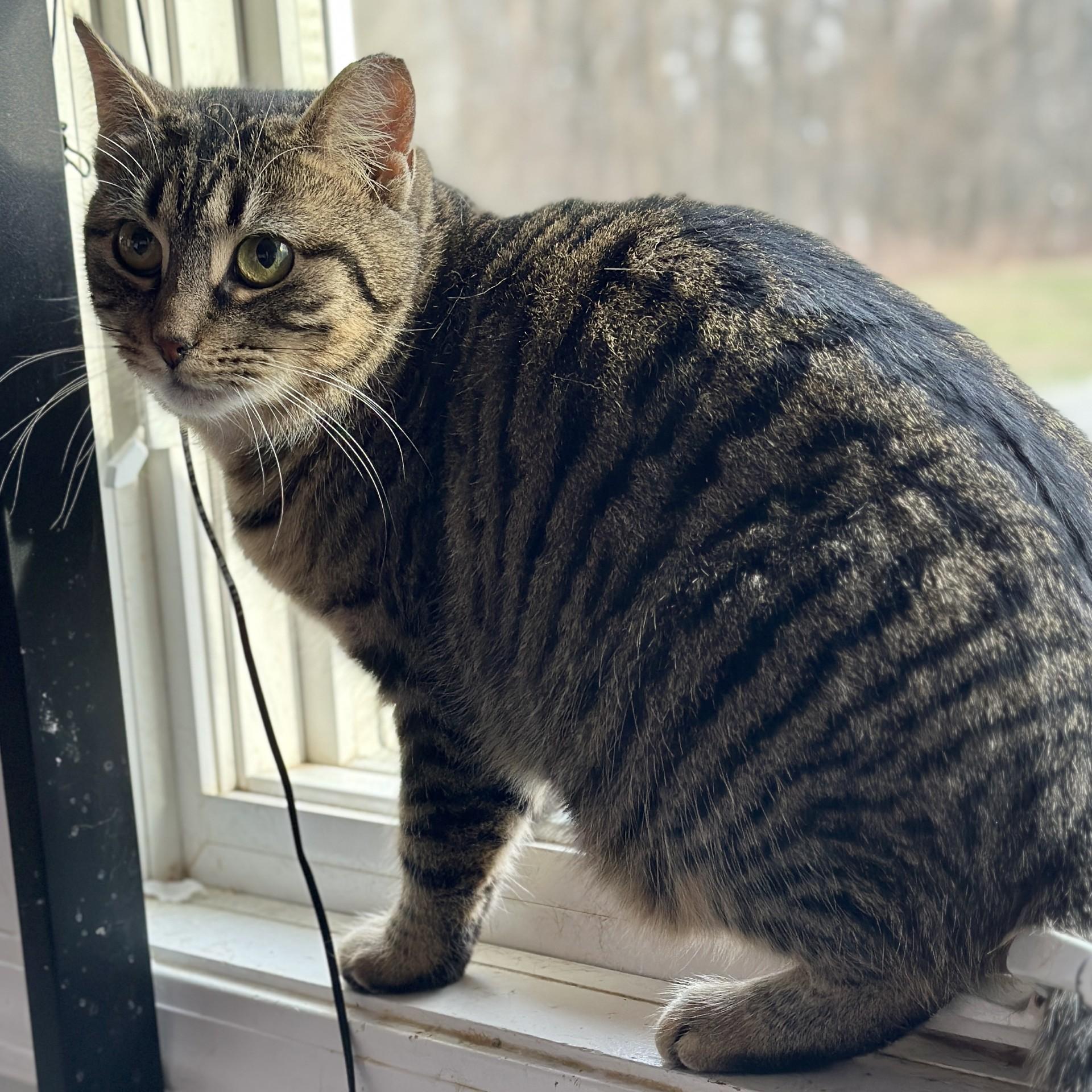 Enlarge Billie, a ADOPTABLE Domestic Short Hair in Victor, NY image 6/6