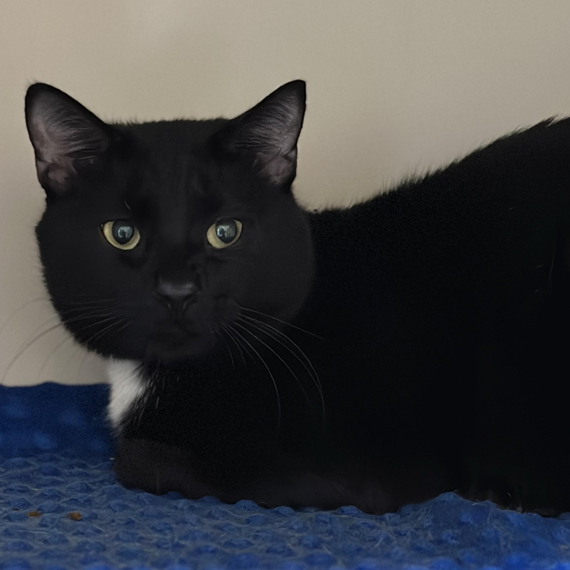 Billie, a ADOPTABLE Domestic Short Hair in Victor, NY image 2/6