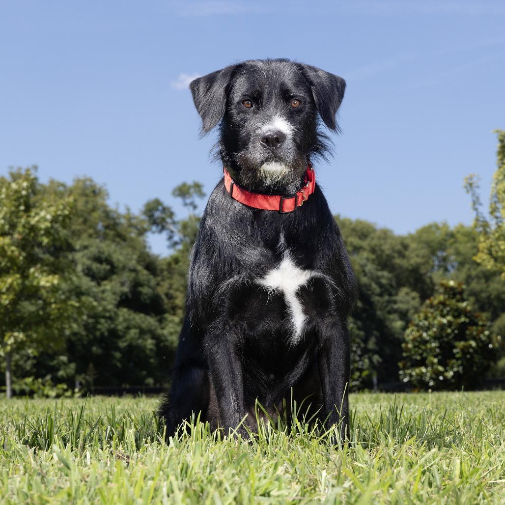 Enlarge Oliver, a Adoptable Mixed Breed in Franklin, TN image 1/2