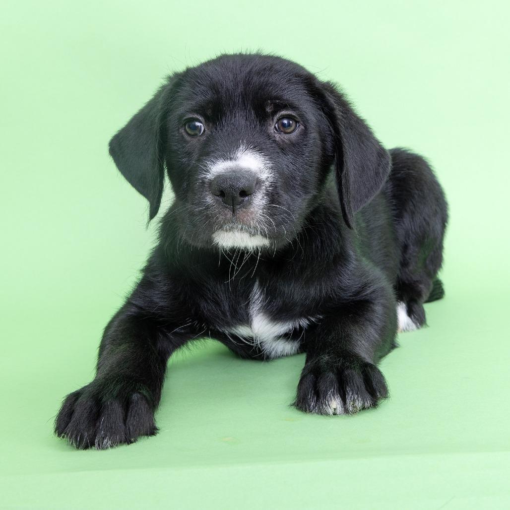 Enlarge Oliver, a Adoptable Mixed Breed in Franklin, TN image 2/2